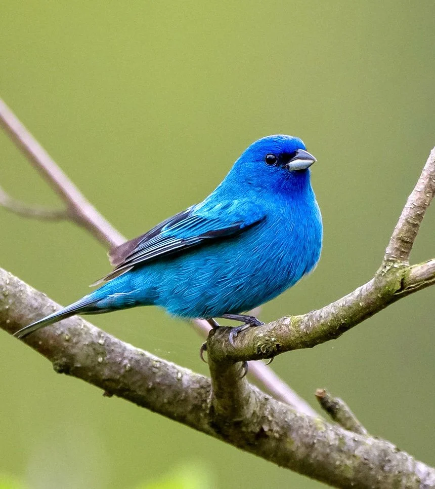 An Indigo Bunting perched on a tree branch against a blurred green background in Norfolk County, Ontario. Photo by Terry Parker.