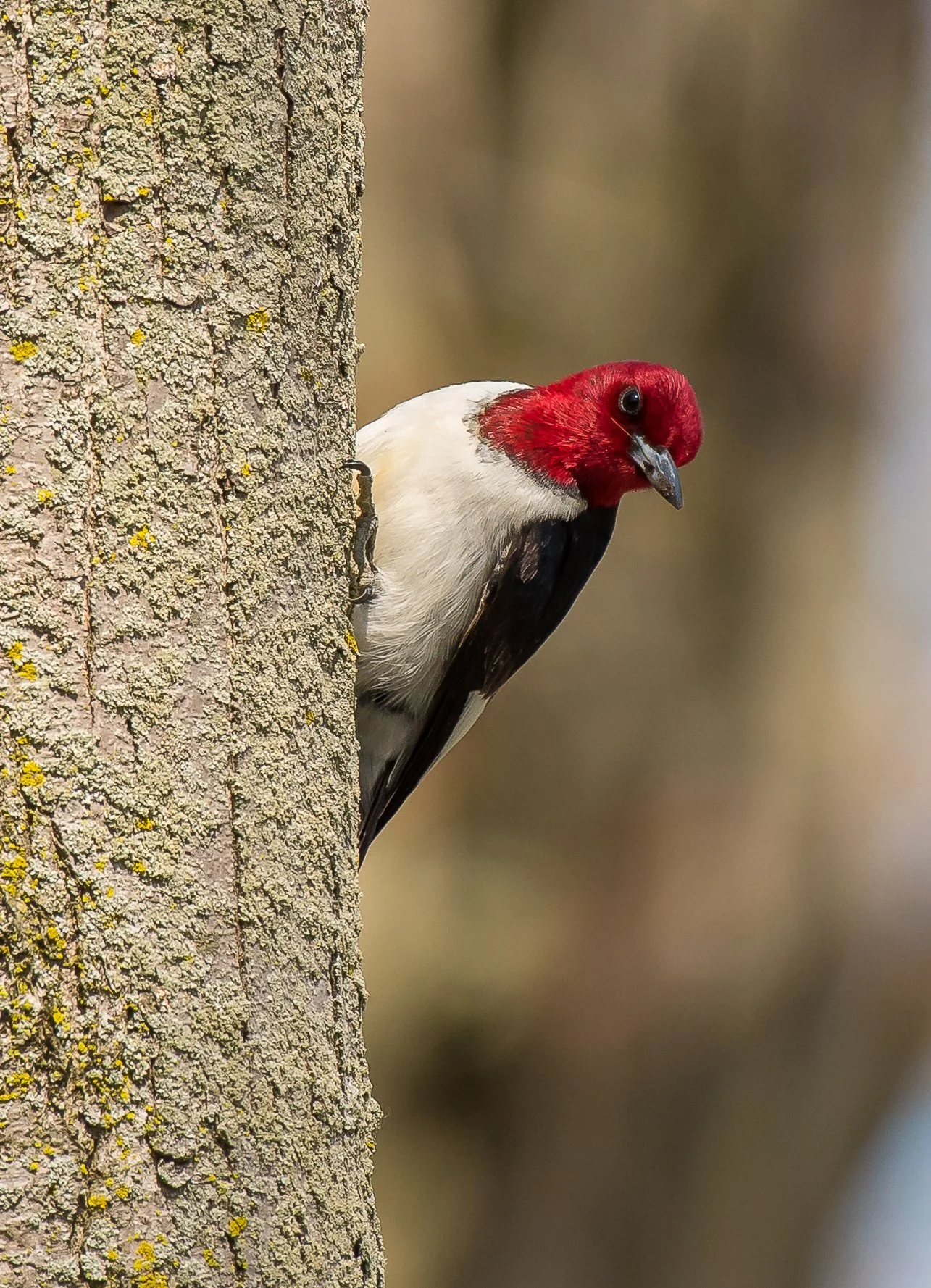 A Red-bellied Woodpecker with a red head, black and white body, peering out from the side of a tree trunk. Photo by Terry Parker.