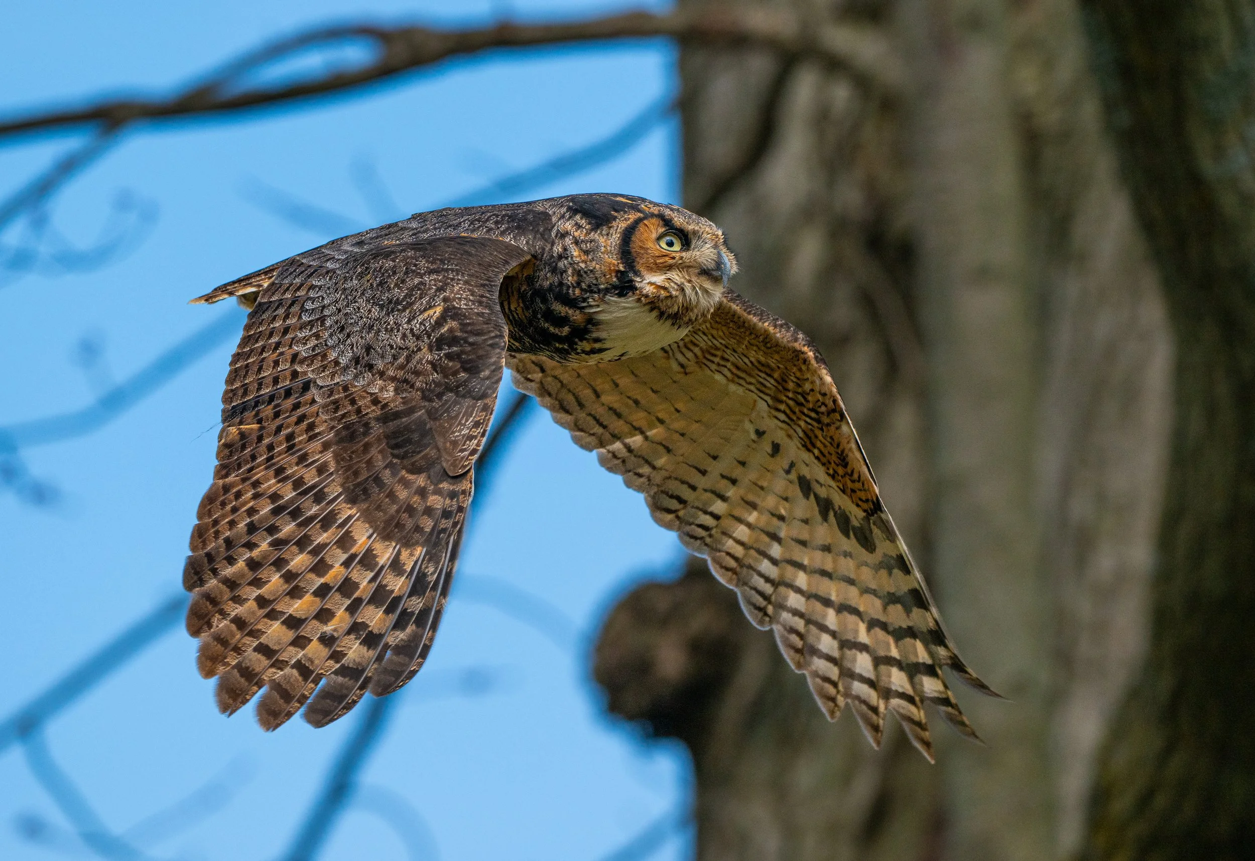 A Great Horned Owl in flight with outstretched wings against a blue sky and tree branches. Photo by Terry Parker.