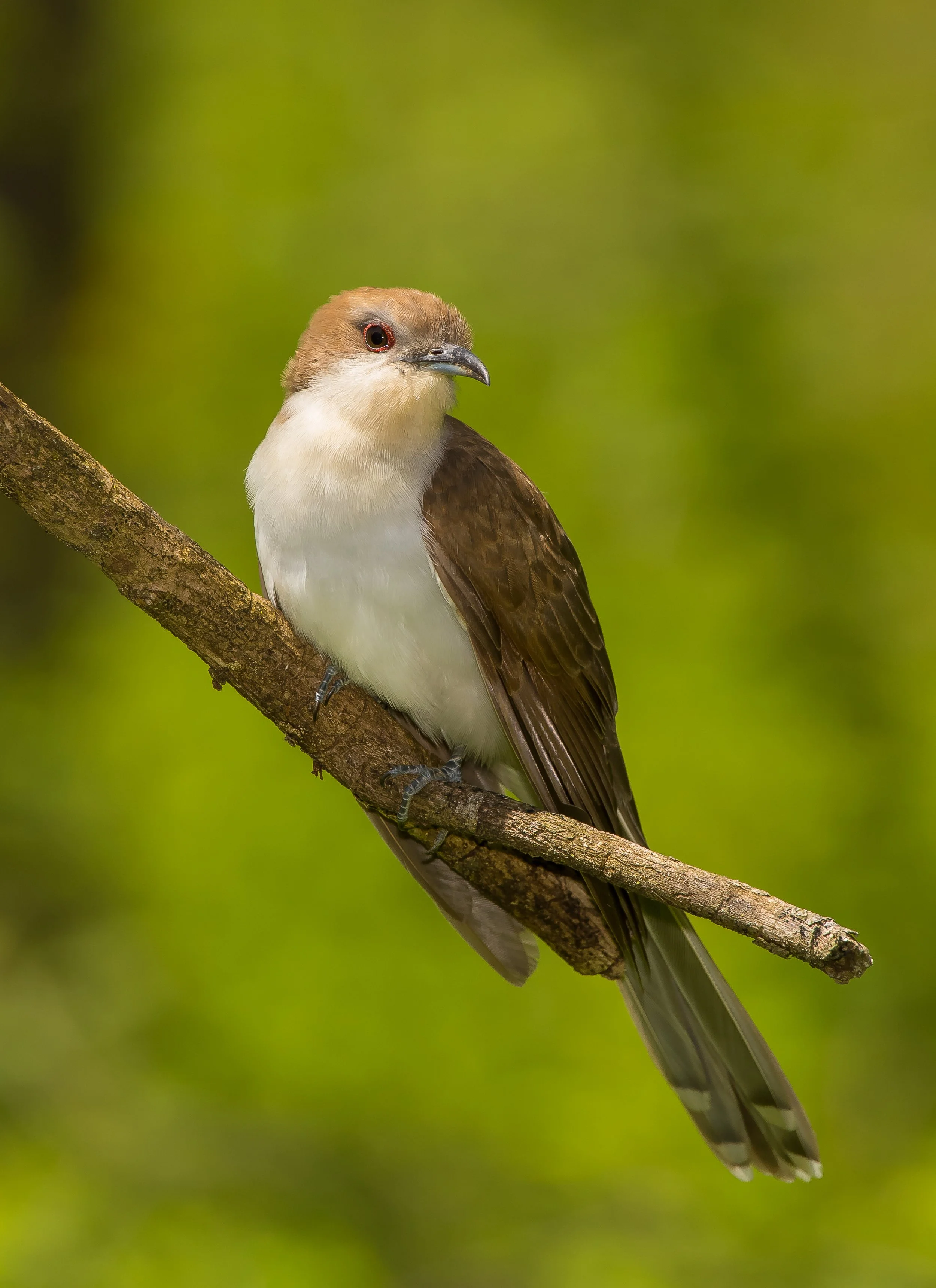 A Black-billed Cuckoo with brown wings, a white belly, and a light brown head perched on a tree branch against a green blurred background in Rondeau Provincial Park, Ontario, Canada. Photo by Terry Parker.