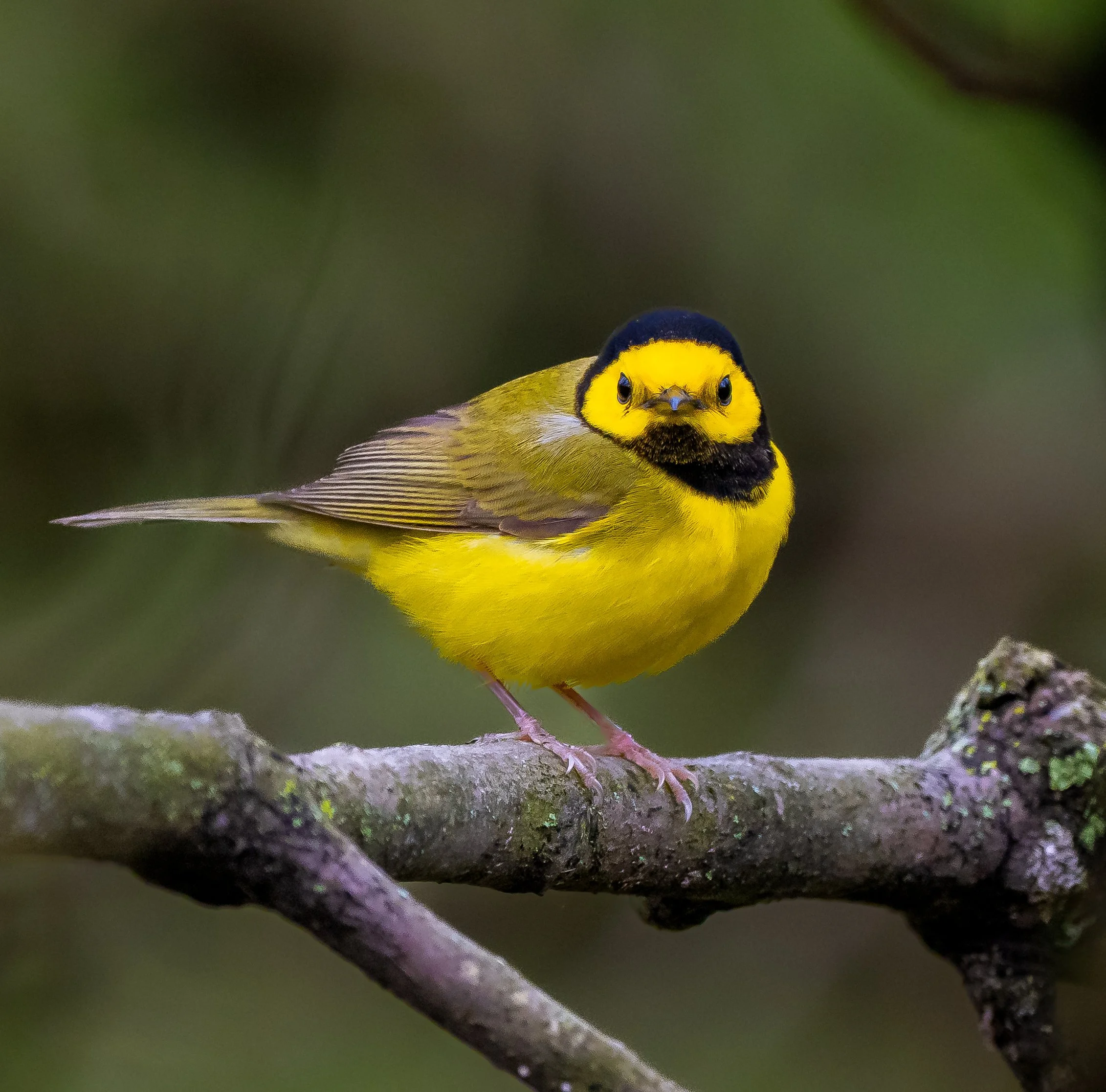A saucy Hooded Warbler perched on a tree branch with greenish blurred background Pt. Pelee National Park. Photo by Terry Parker.