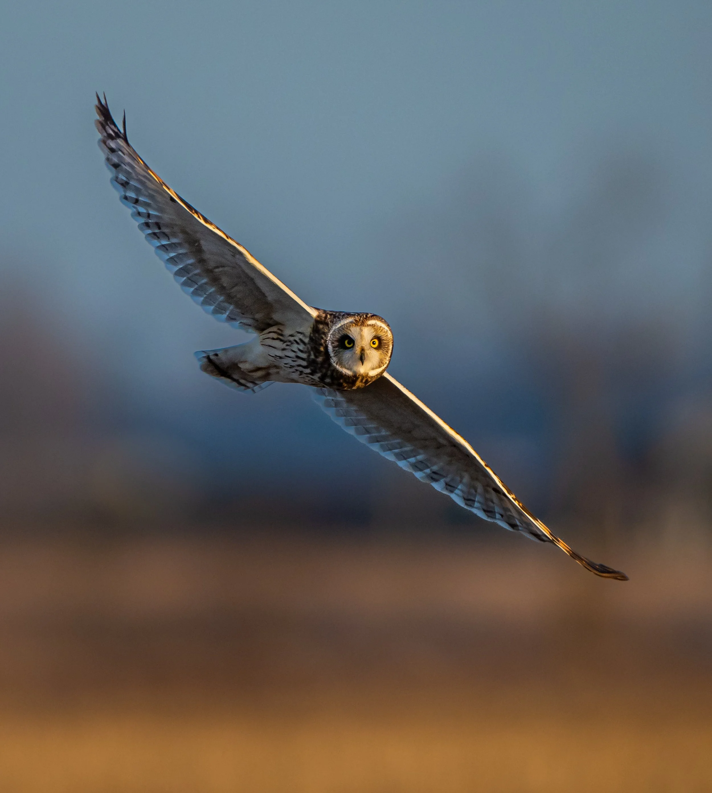 A Short-eared Owl flying in the sky with its wings spread wide, during sunset, with a blurred landscape below at Long Point, Ontario. Photo by Terry Parker.