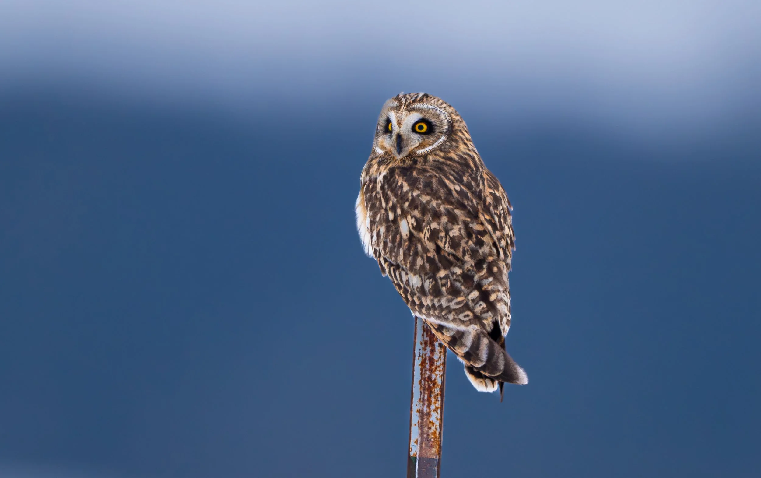 A detailed image of a Short-eared Owl perched on a rusty metal pole against a blurred blue sky. Photo by Terry Parker.