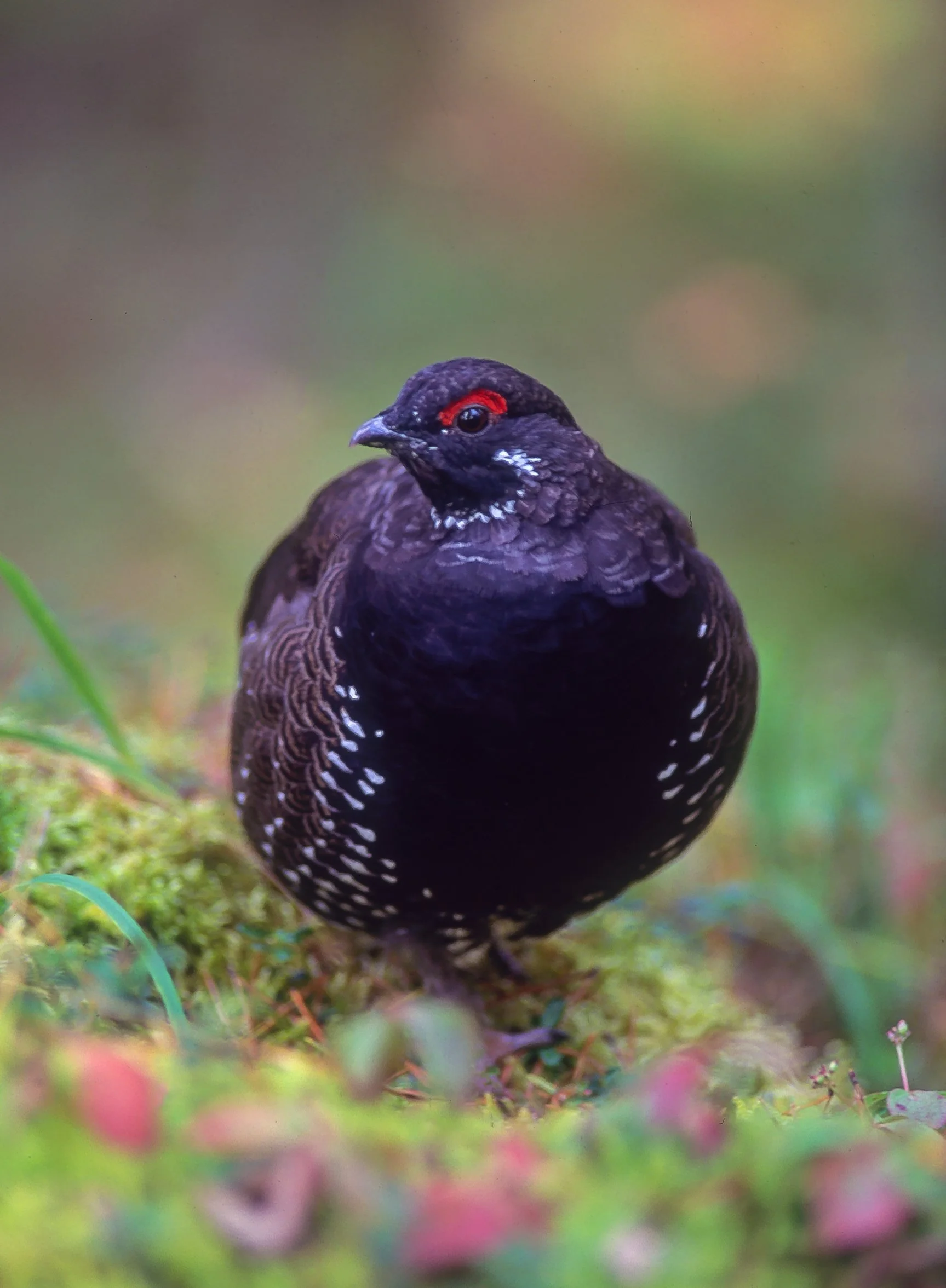 A Spruce Grouse standing on mossy ground with a black body, white spots on wings, and distinctive red eye patches in the Canadian Rocky Mountains. Photo by Terry Parker.