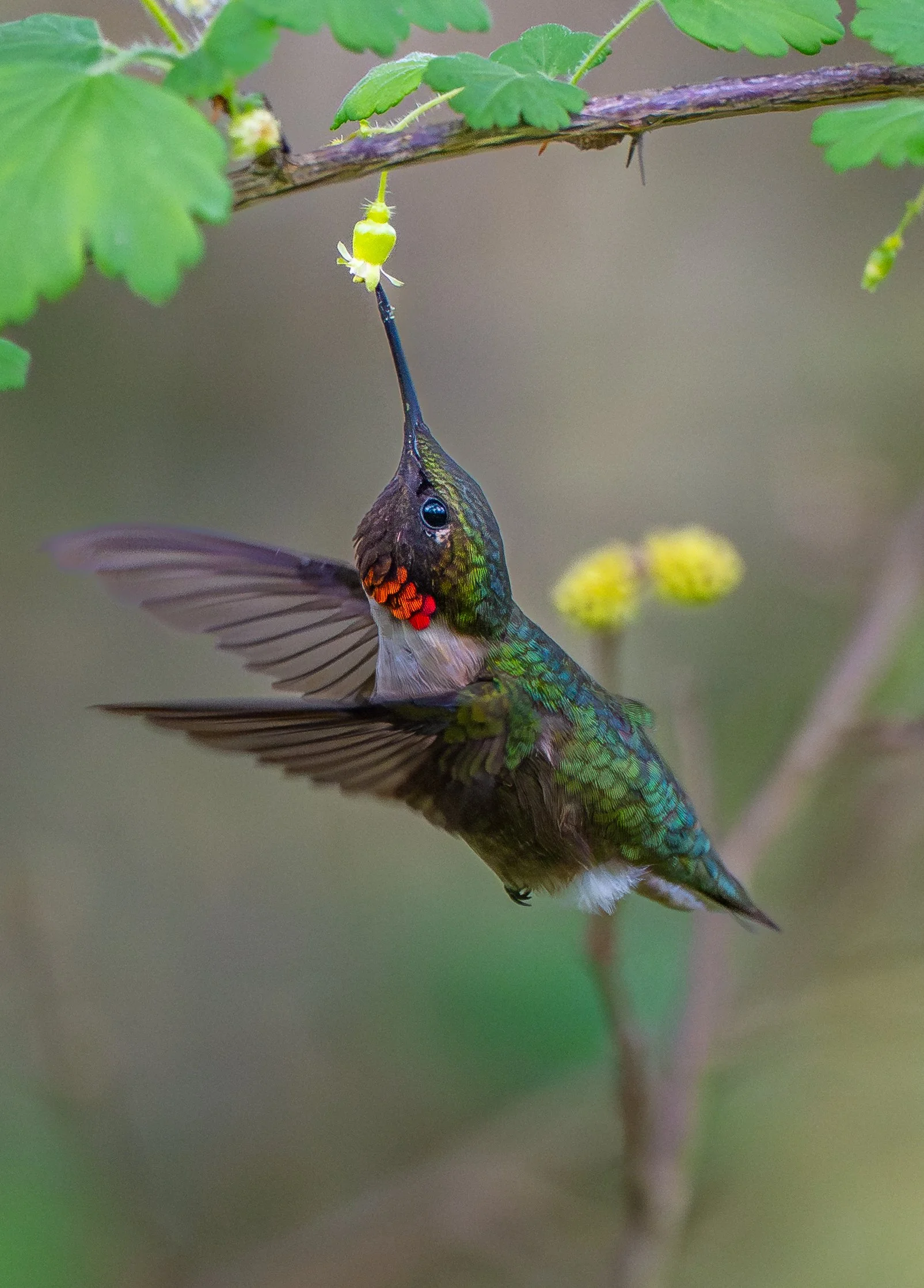 A Ruby-throated hummingbird feeding from a flower, hanging upside down with wings blurred from rapid movement, green iridescent feathers, a red throat patch, and a long beak reaching into a small yellow flower on a branch in Point Pelee National Park
