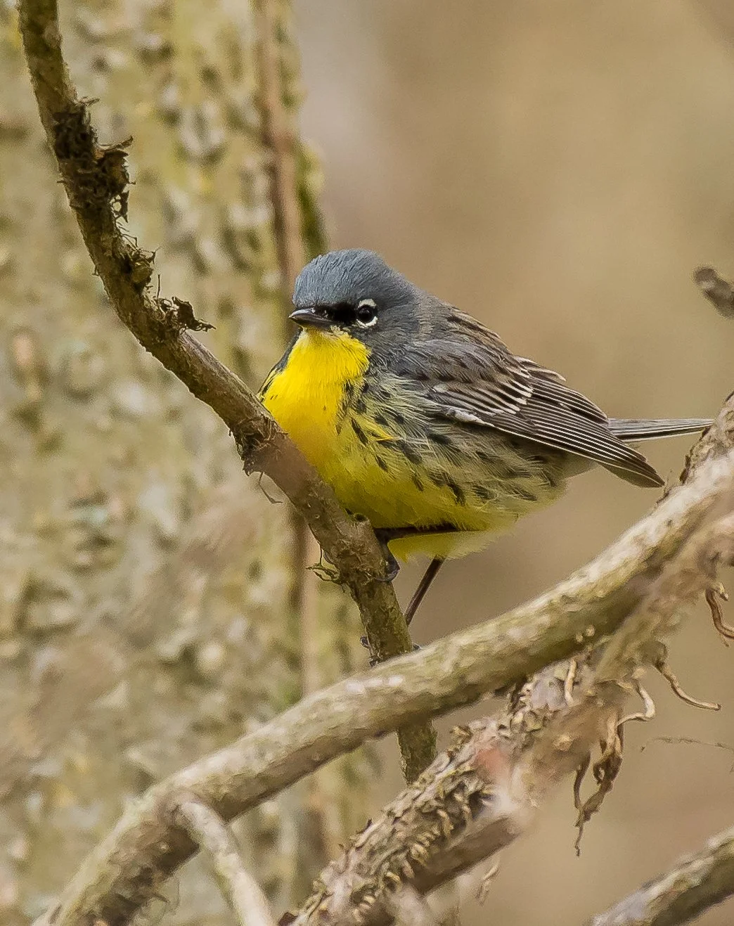 A Kirtland's Warbler perched on a thin branch. Photo by Terry Parker.