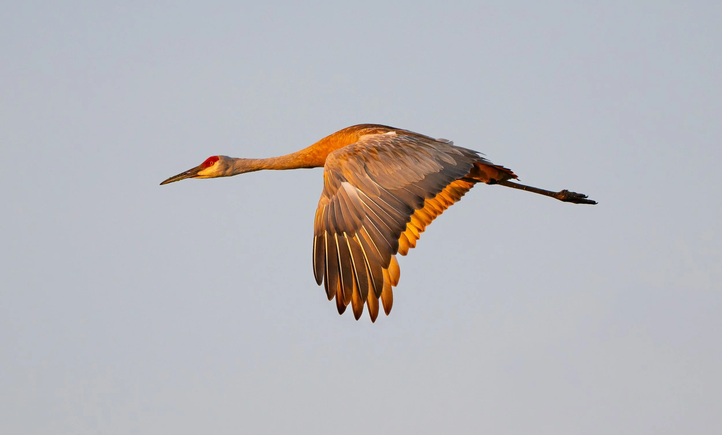 A Sandhill Crane flying in the sky with its wings spread wide, illuminated by sunlight. Photo by Terry Parker.