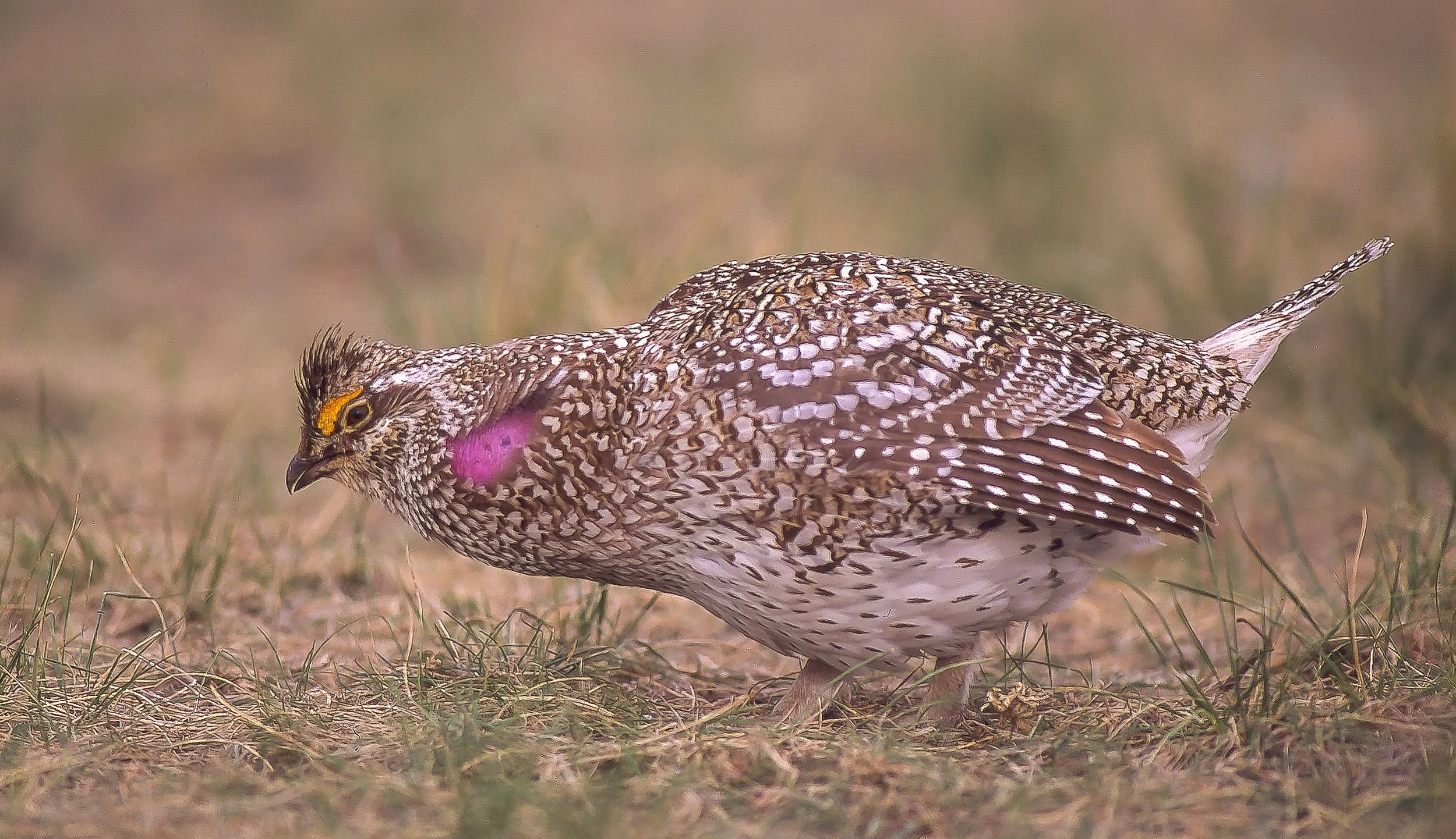 A Sharp-tailed Grouse on the ground with intricate feather pattern, and a purple patch on its neck, standing on grass in a natural habitat. Photo by Terry Parker.