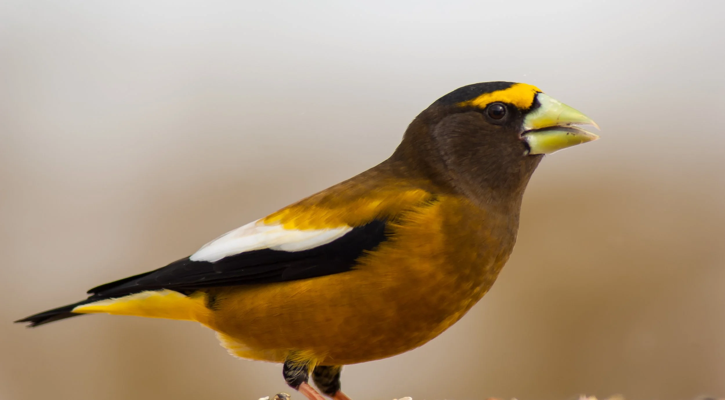 Close-up of an Evening Grosbeak with brown, yellow, white, and black feathers, and a yellow stripe on its head, facing to the right. Photo by Terry Parker. 