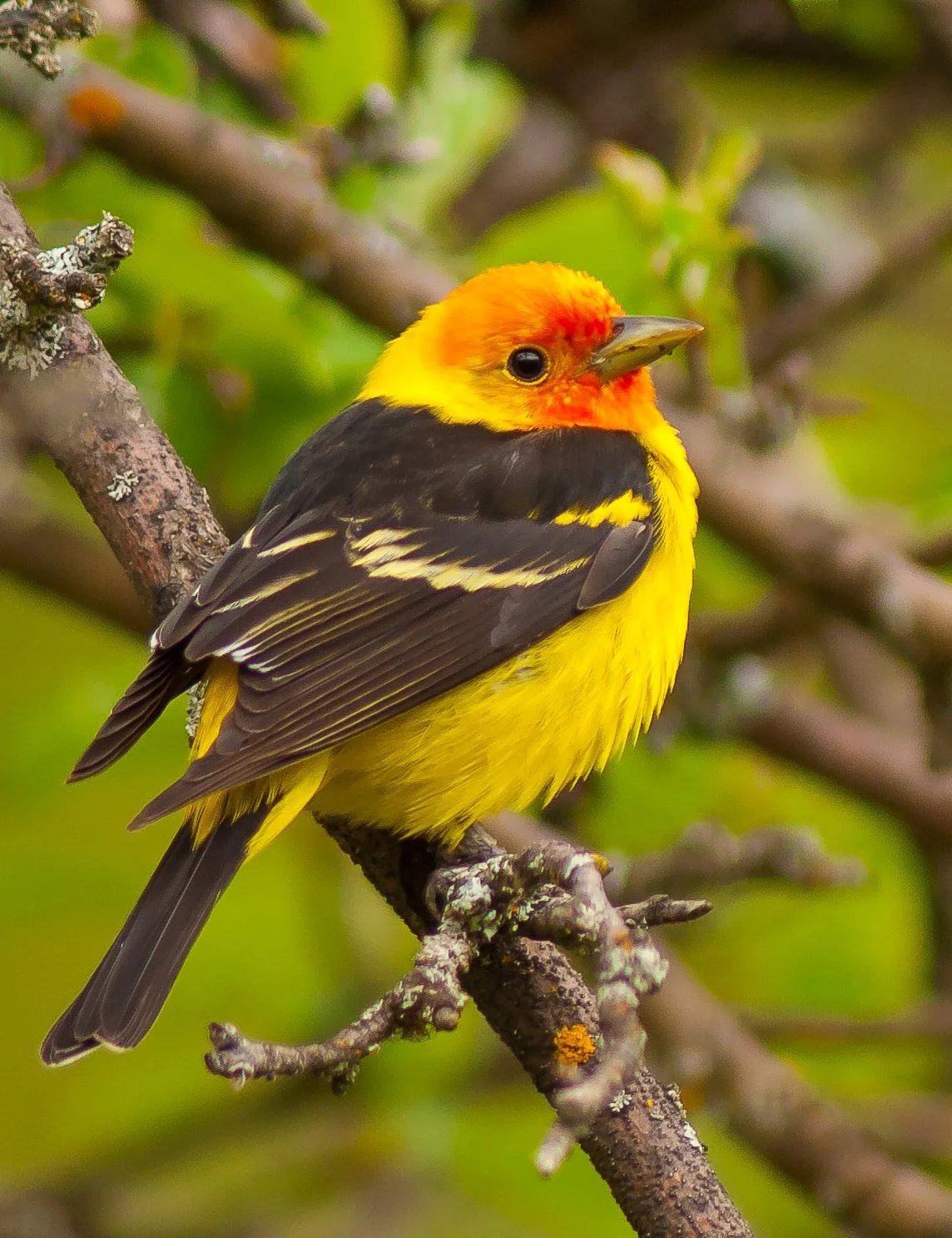 A brightly colored Western Tanager with yellow, orange, and black feathers perched on a tree branch in Fernie, BC, Canada. Photo by Terry Parker.