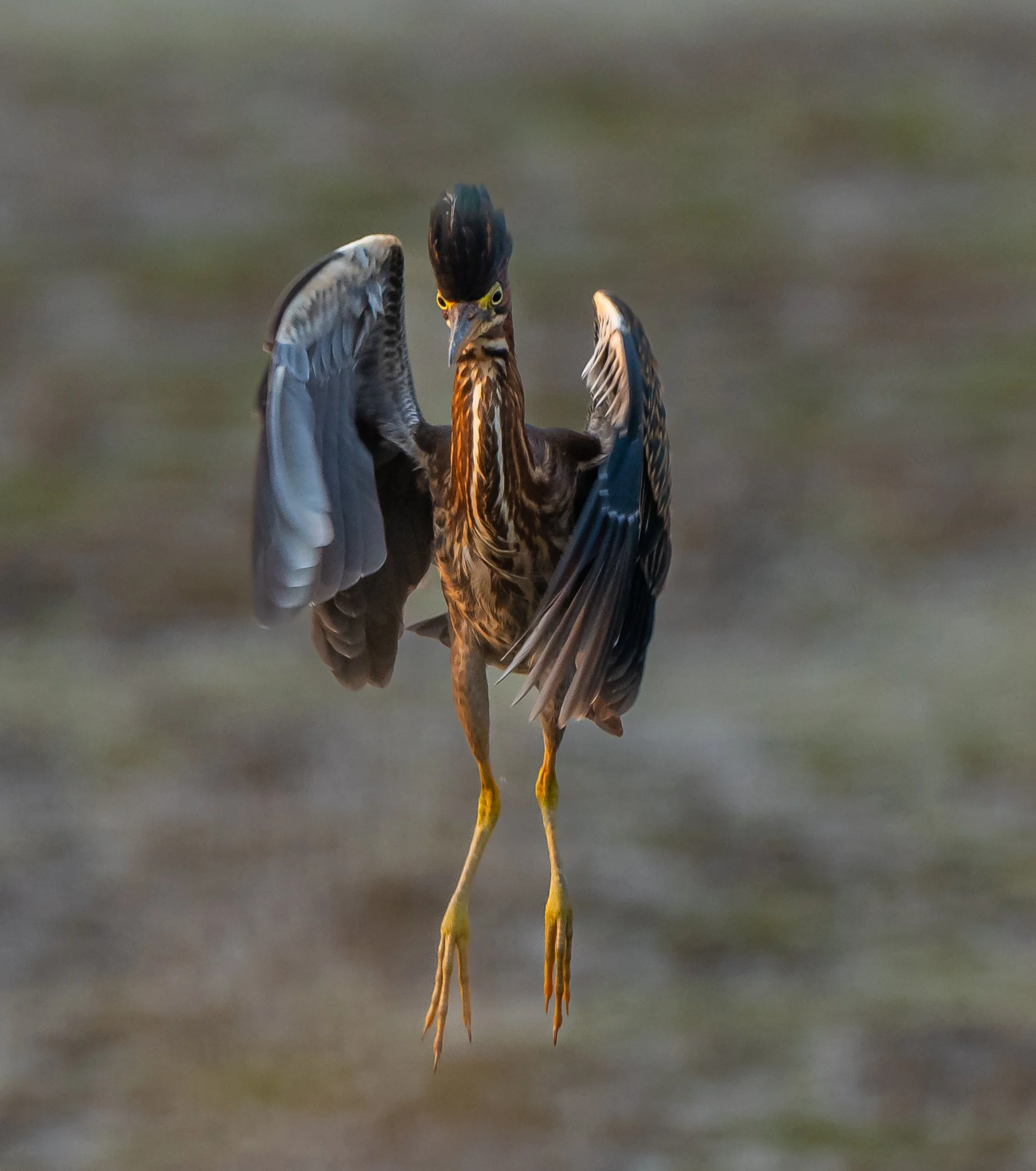 A Green heron in mid-flight with its wings partially extended, displaying brown, black, and gray feathers, yellow legs, and a sharp beak, flying over a blurred water background in South-West Oxford County, Ontario. Photo by Terry Parker.
