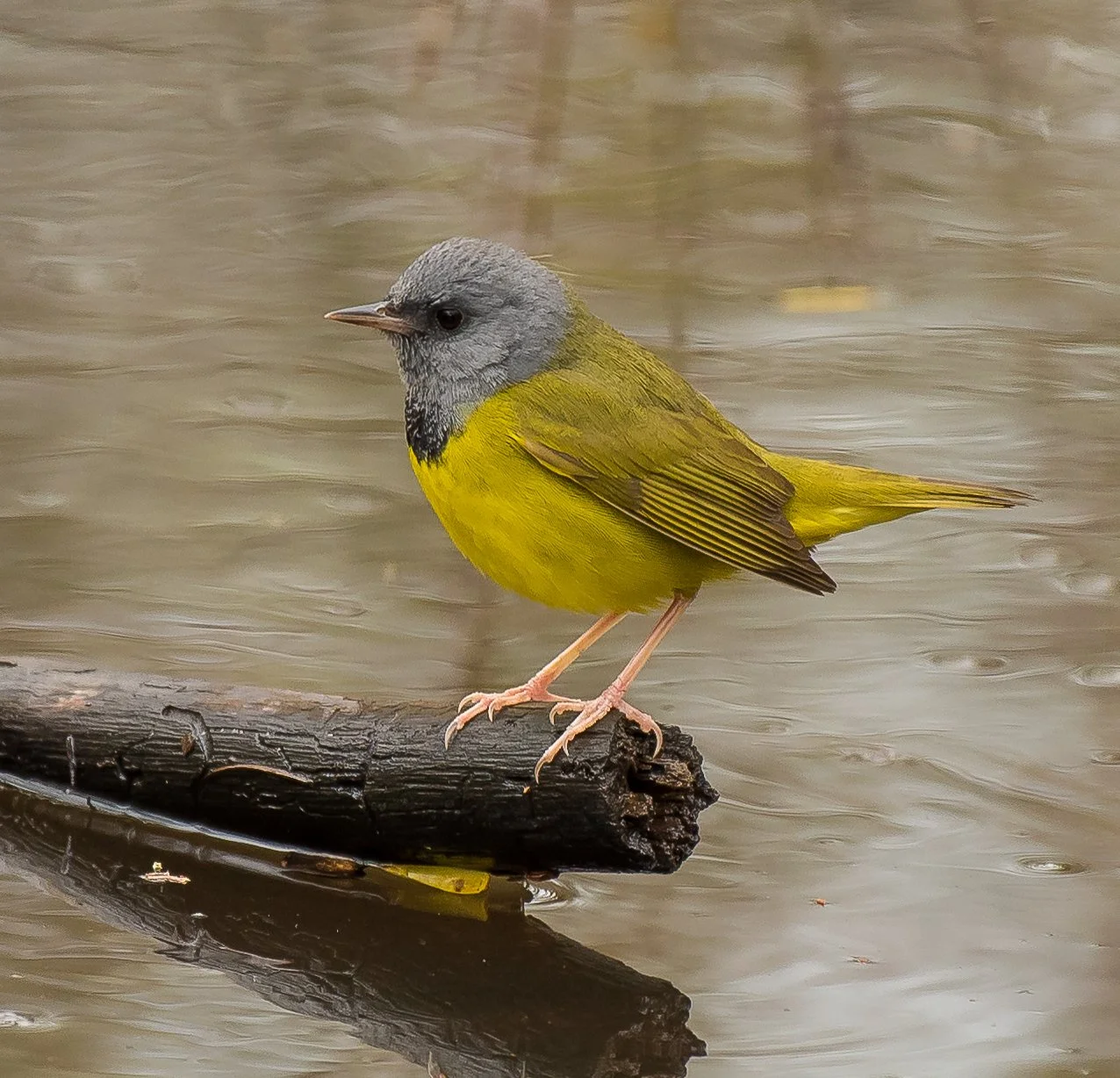 A Mourning Warbler perched on a black log in water in Pt. Pelee National Park. Photo by Terry Parker.