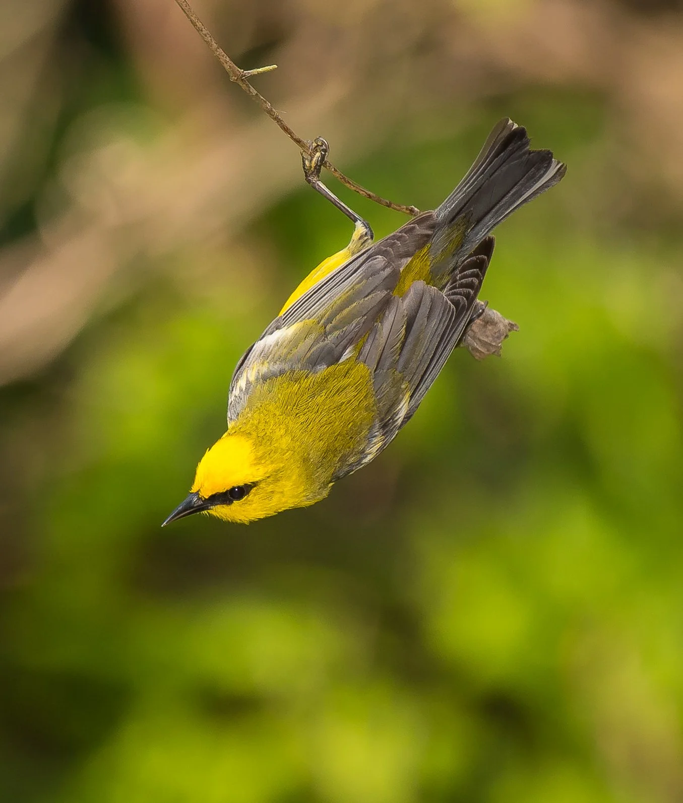 A Blue-winged Warbler hanging upside down from a small branch. Pt. Pelee National Park. Photo by Terry Parker.