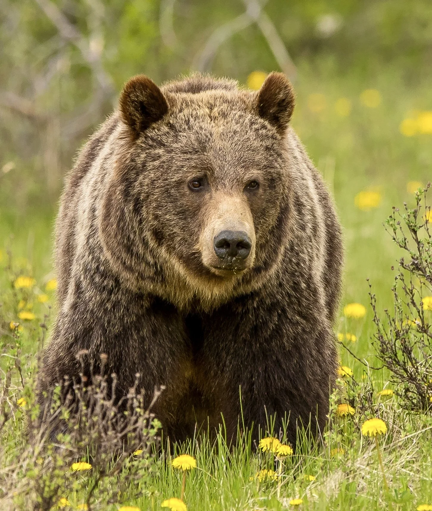 A Grizzly bear walking through a grassy field with yellow flowers. Photo by Terry Parker.