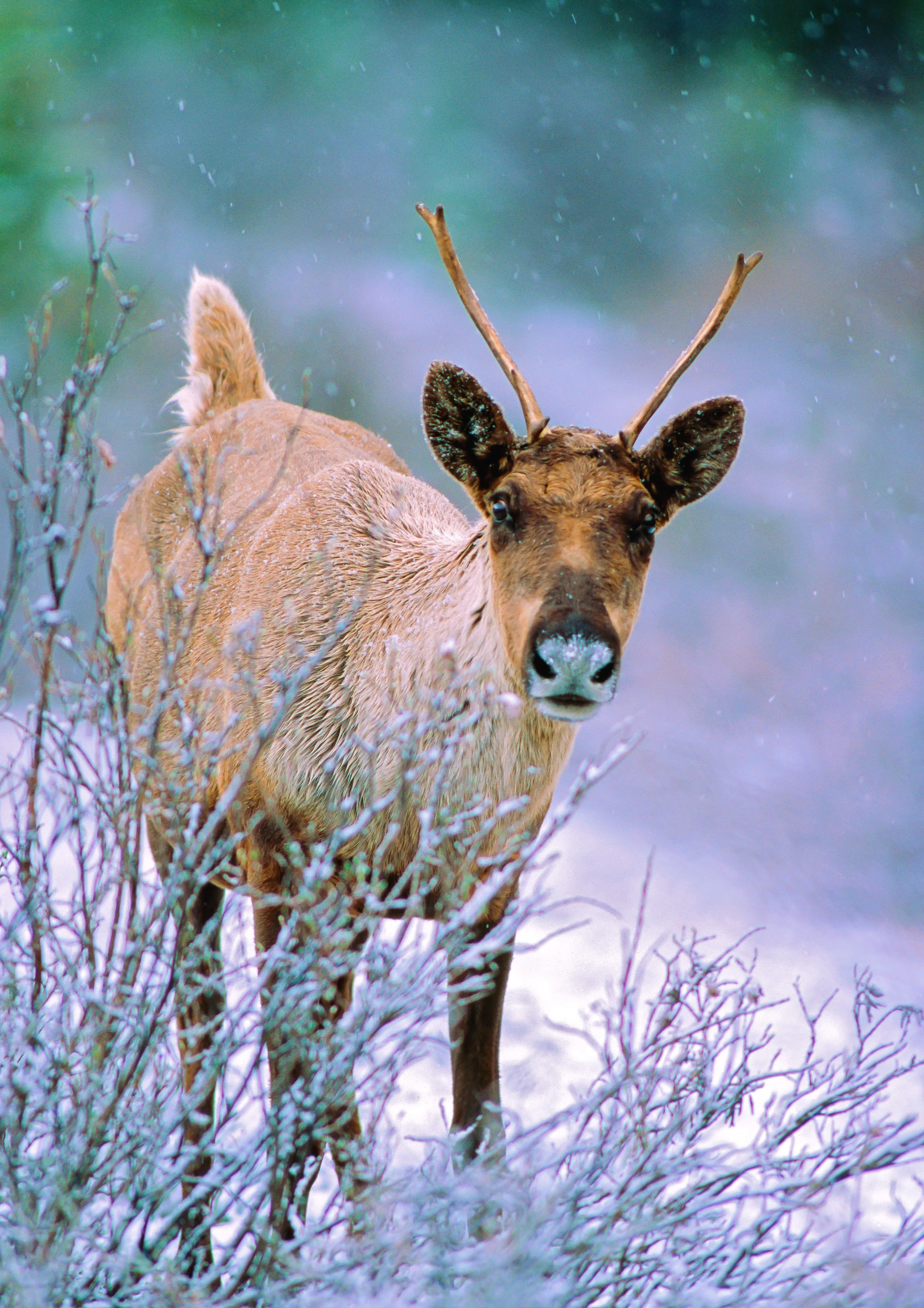 A Mountain Caribou with antlers standing in snowy foliage, looking at the camera. Photo by Terry Parker.