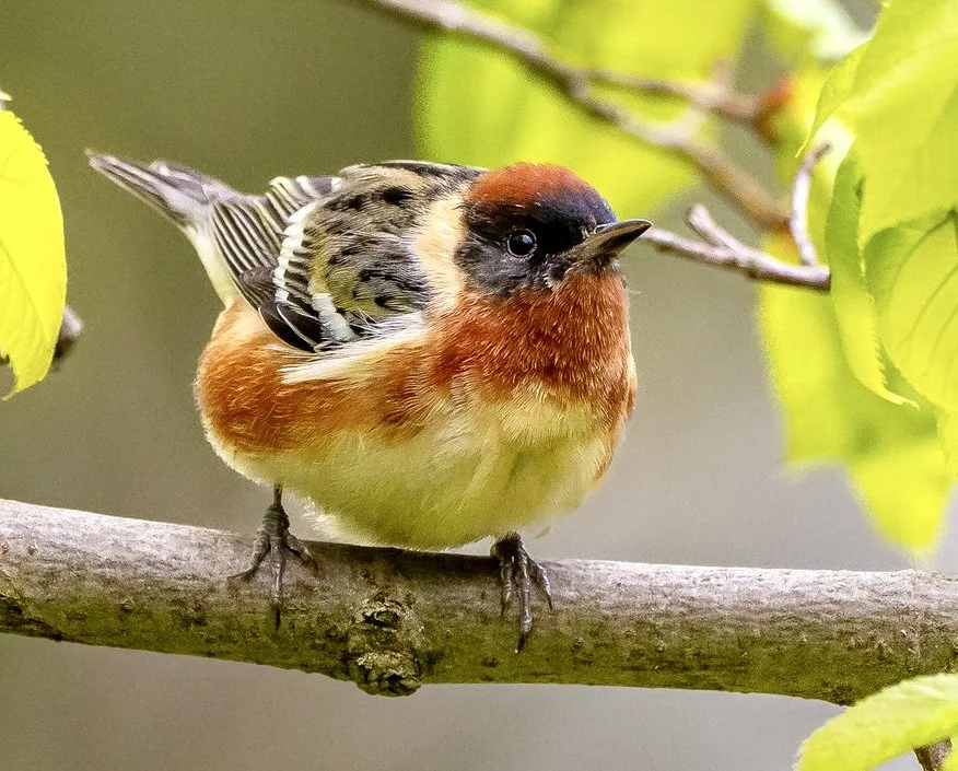 Bay Breasted Warbler.jpeg