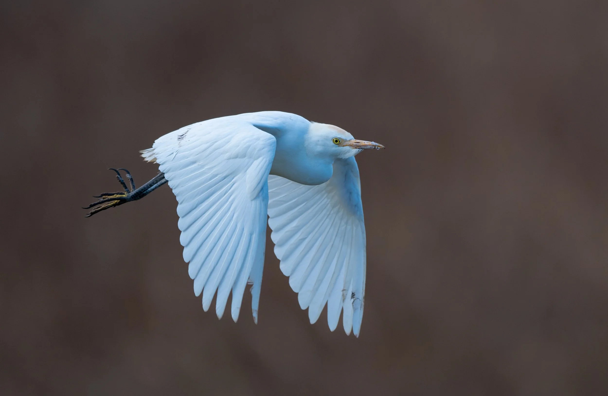A white Cattle Egret flying with its wings spread, against a blurred brown background in Long Point, Ontario. Photo by Terry Parker.