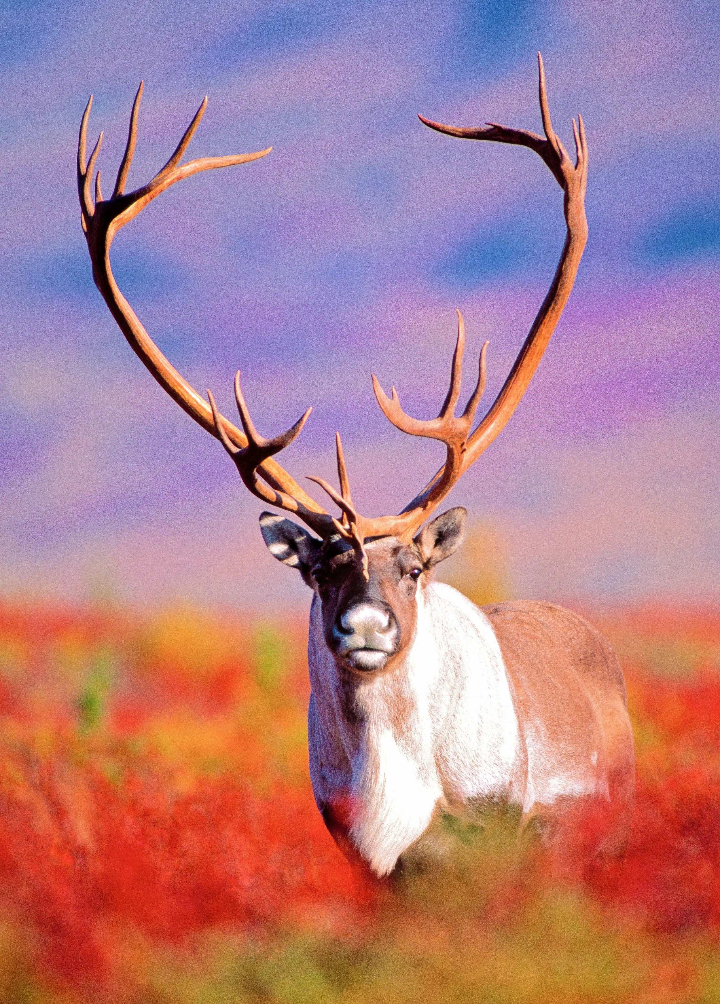 A reindeer standing in a field with colorful grasses under a sky with purple and pink clouds.