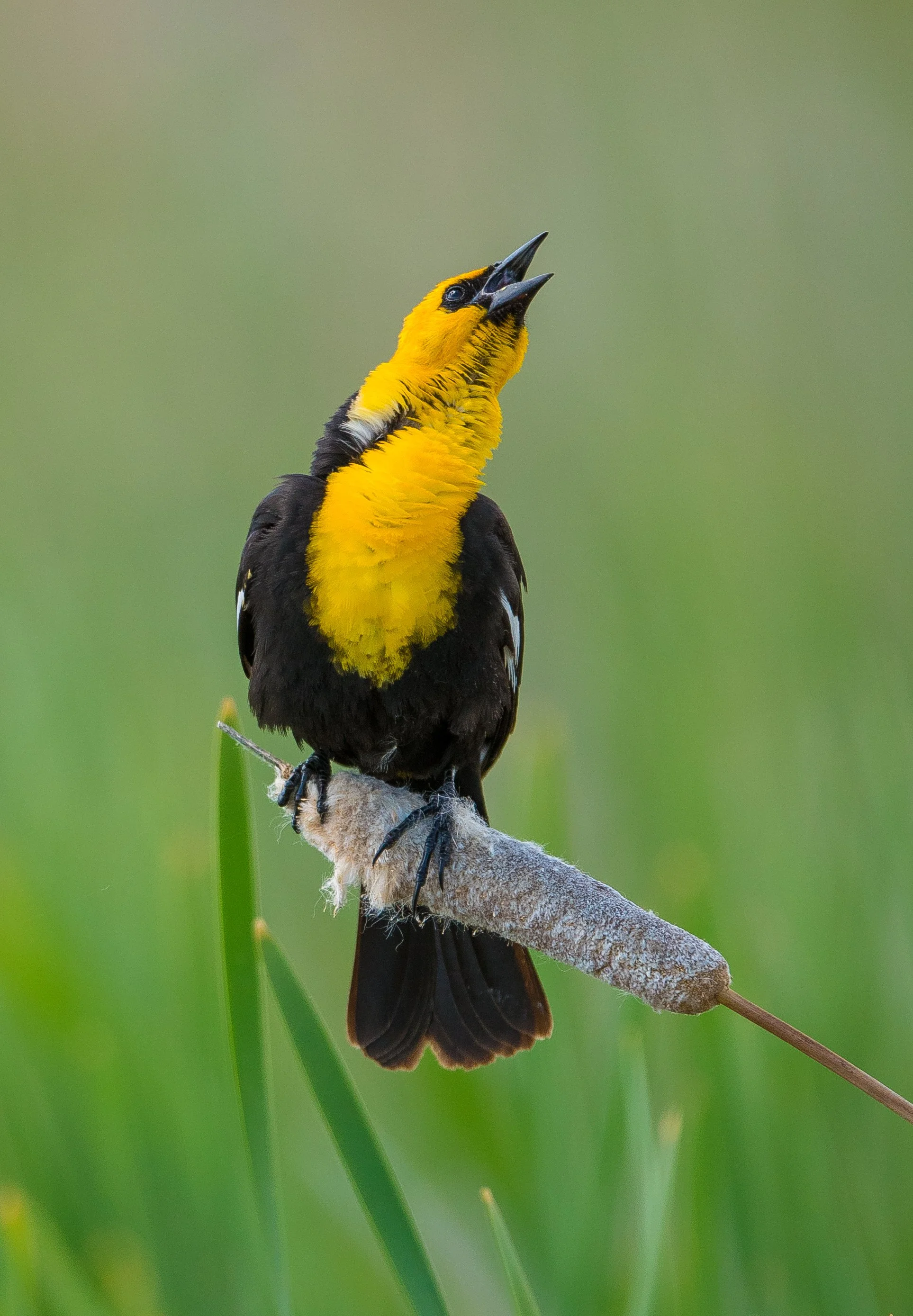 A Yellow-headed Blackbird perched on a cattail with its beak open, singing or calling, against a blurred green background in Southern Alberta, Canada. Photo by Terry Parker.