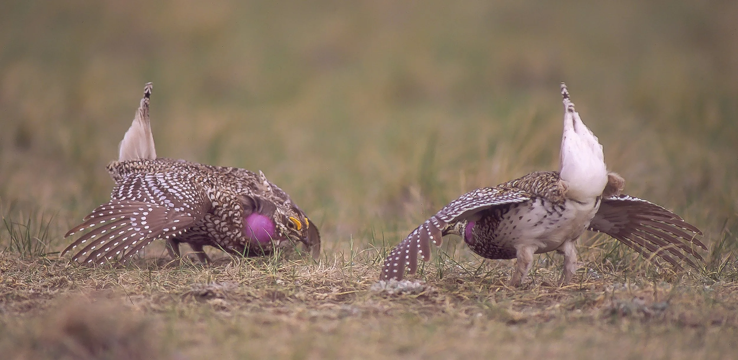 Two Sharp-tailed Grouse with spotted brown and white feathers, engaged in a confrontation on the ground with their wings spread, in a grassy field. Photo by Terry Parker.