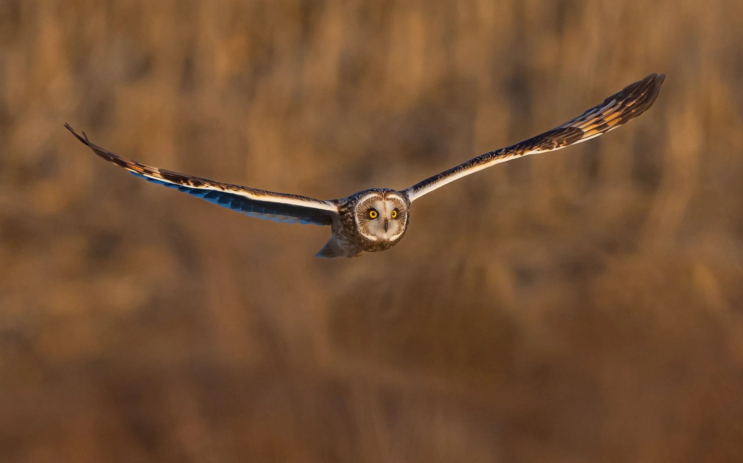 A Short-eared Owl with its wings spread wide flying against a blurred natural background near Long Point Provincial Park, Ontario. Photo by Terry Parker.