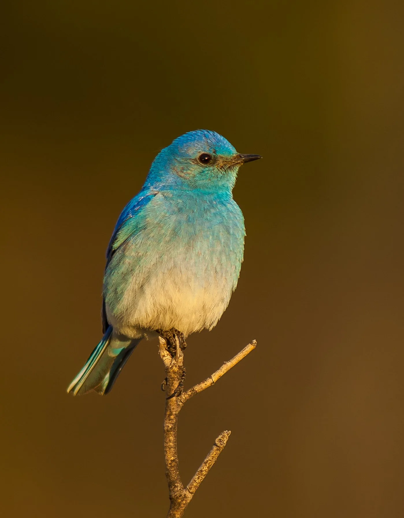 A Mountain Bluebird perched on a thin branch against a brown background in South Eastern BC, Canada. Photo by Terry Parker.