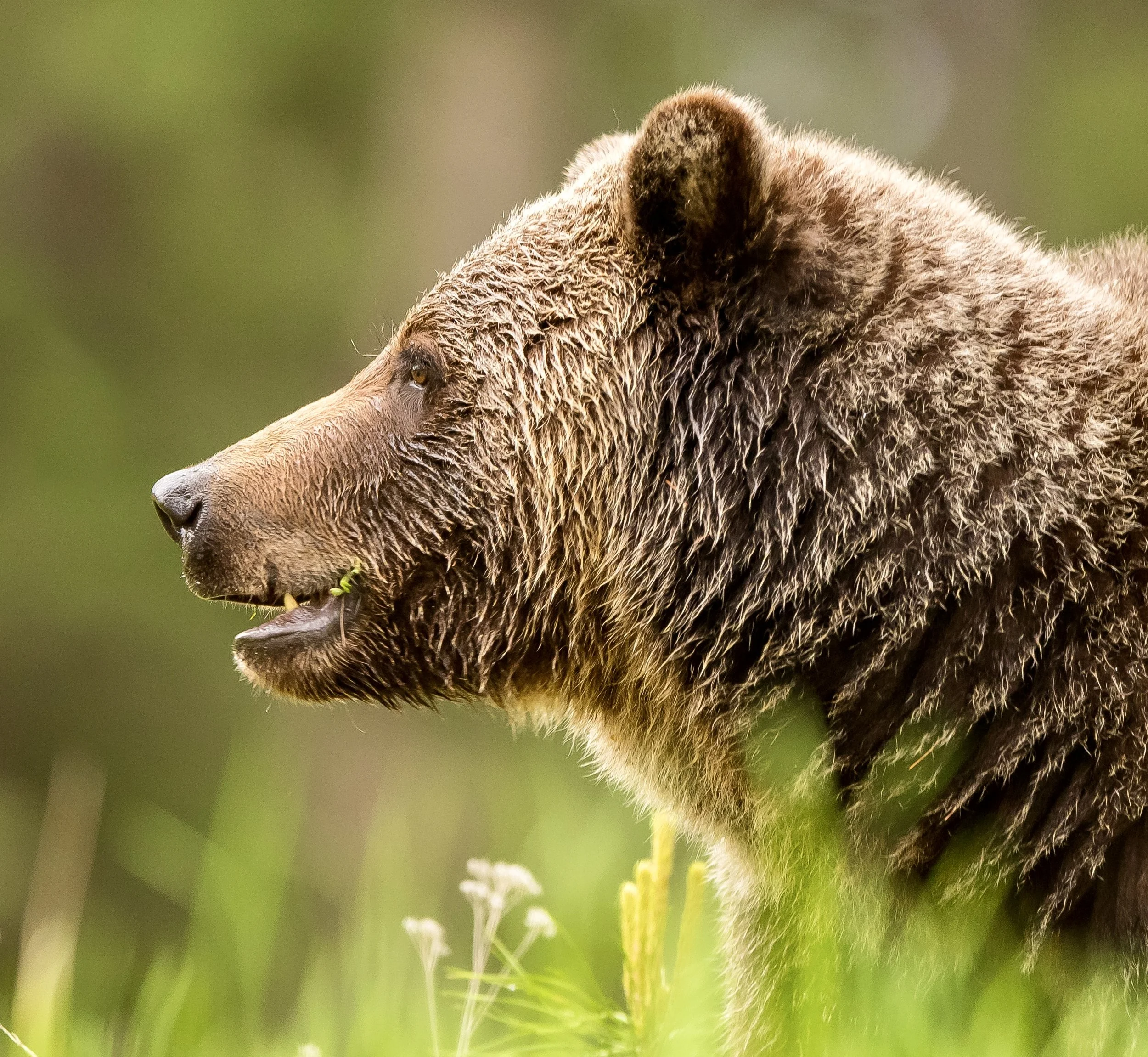Close-up of a brown bear in a green meadow, facing left with its mouth slightly open. Photo by Terry Parker.