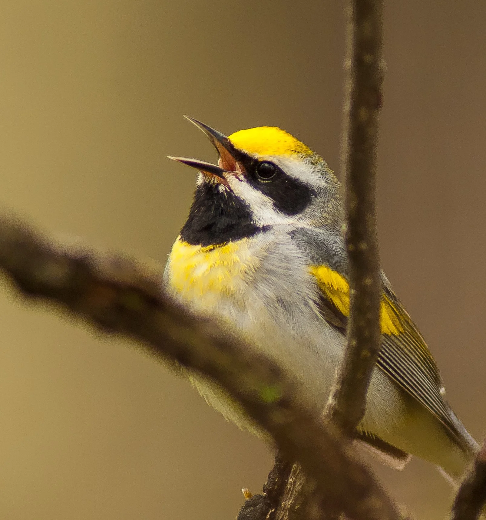 A Golden-Winged Warbler perched on a branch with its beak open, singing. Photo by Terry Parker.