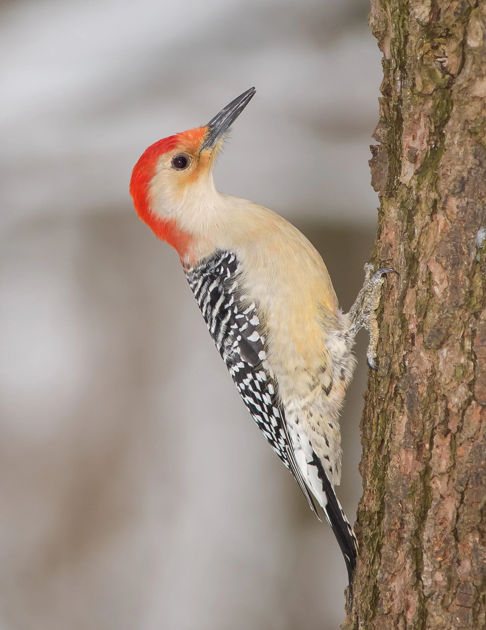 A Red-bellied Woodpecker with a red head, black and white wings, and beige body clings to the side of a tree trunk in Oxford County, Ontario. Photo by Terry Parker.