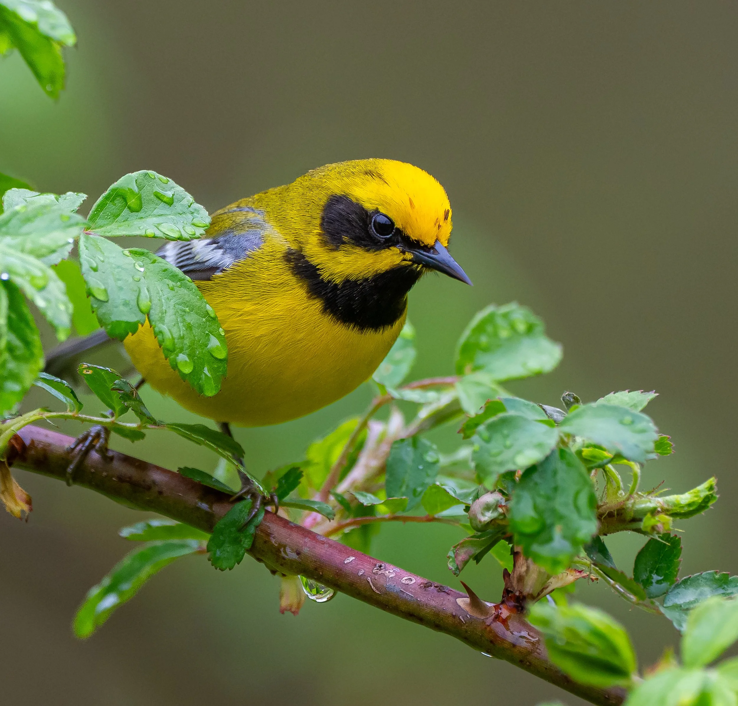 Rare Lawrence's Warbler head shot taken in Long Point Region.  Photo by Terry Parker.