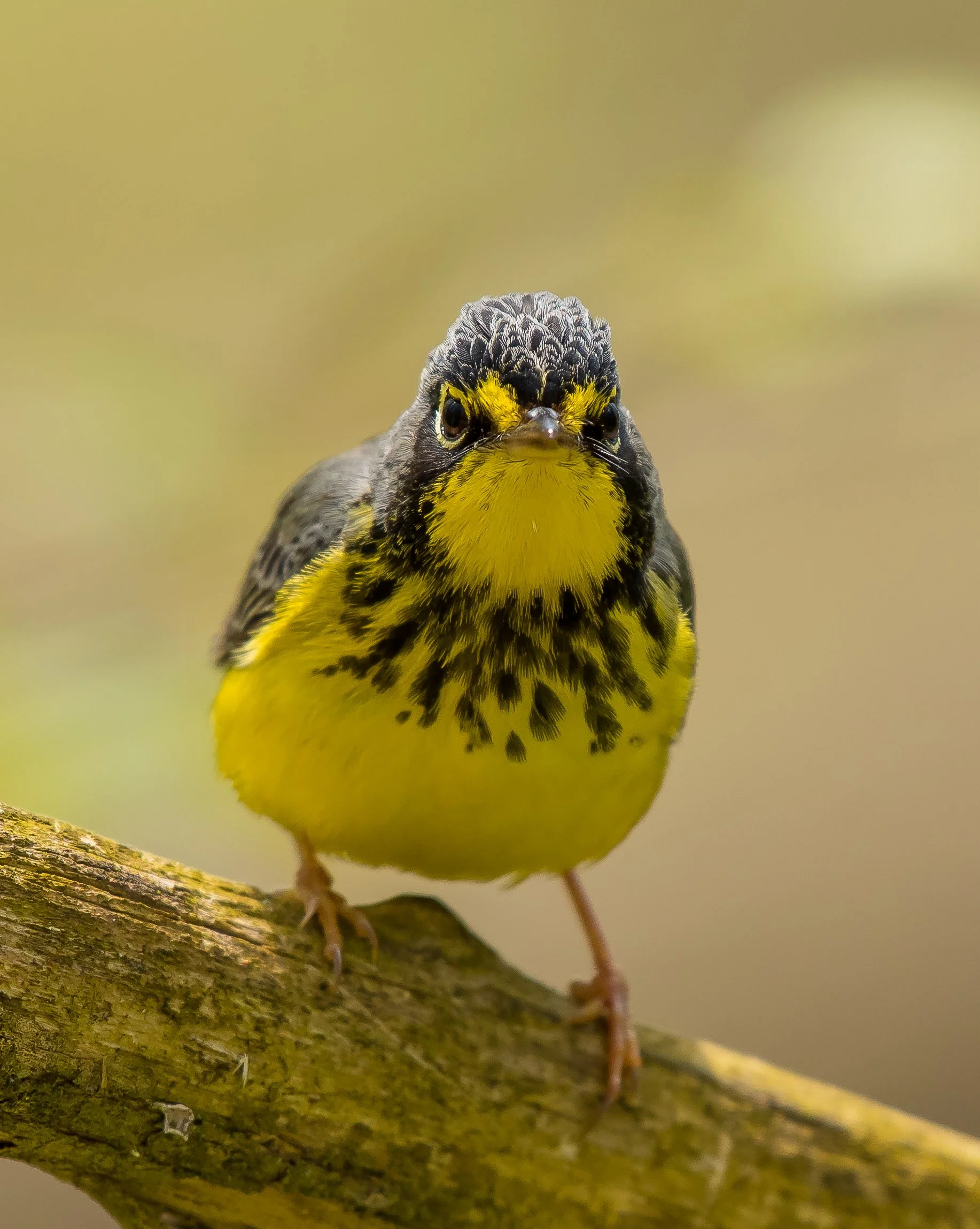 A close-up of a Canada Warbler perched on a branch, facing forward. Pt. Pelee National Park. Photo by Terry Parker.