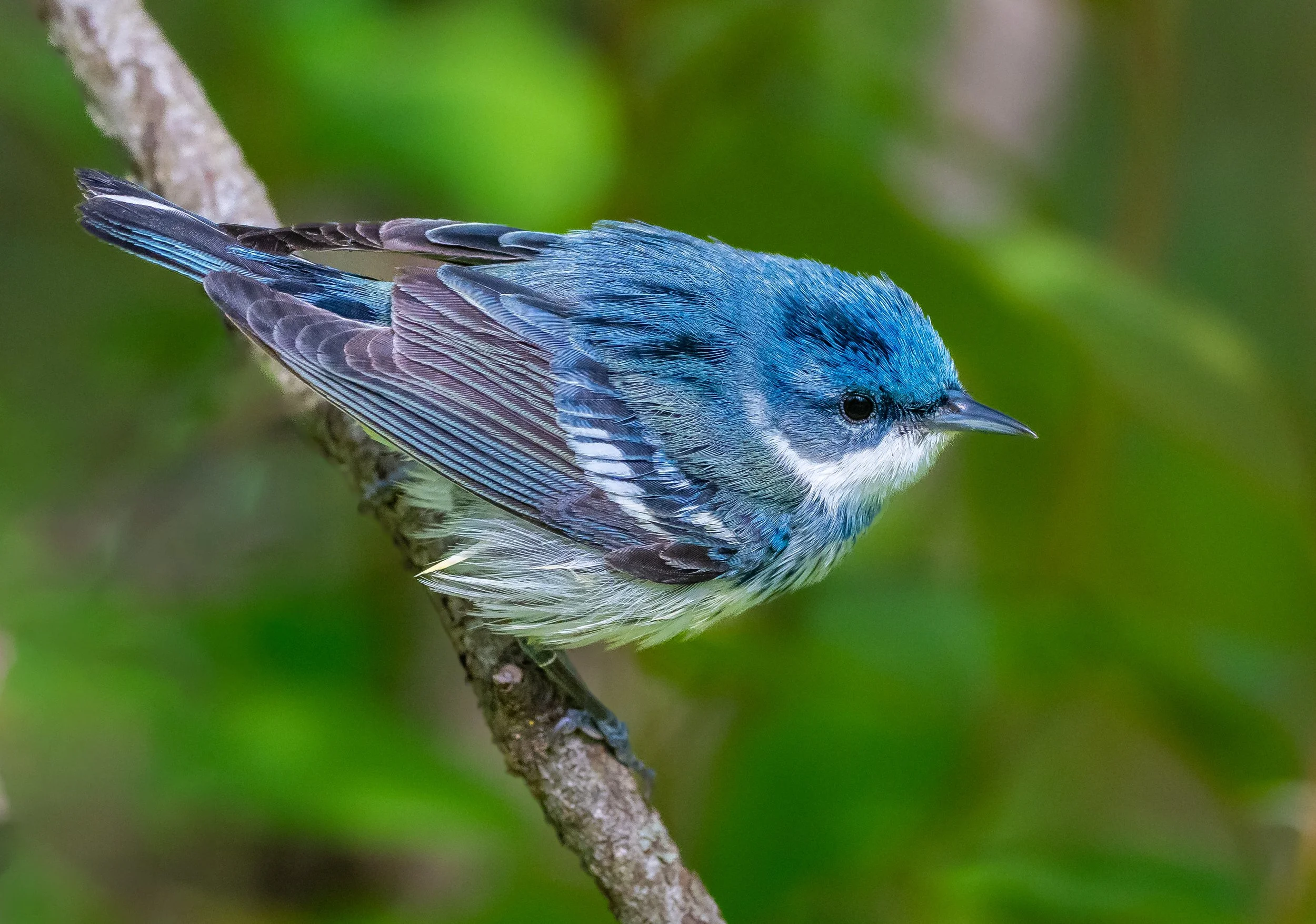 Full back-side photo of a rare Cerulean Warbler.  Photo by Terry Parker.
