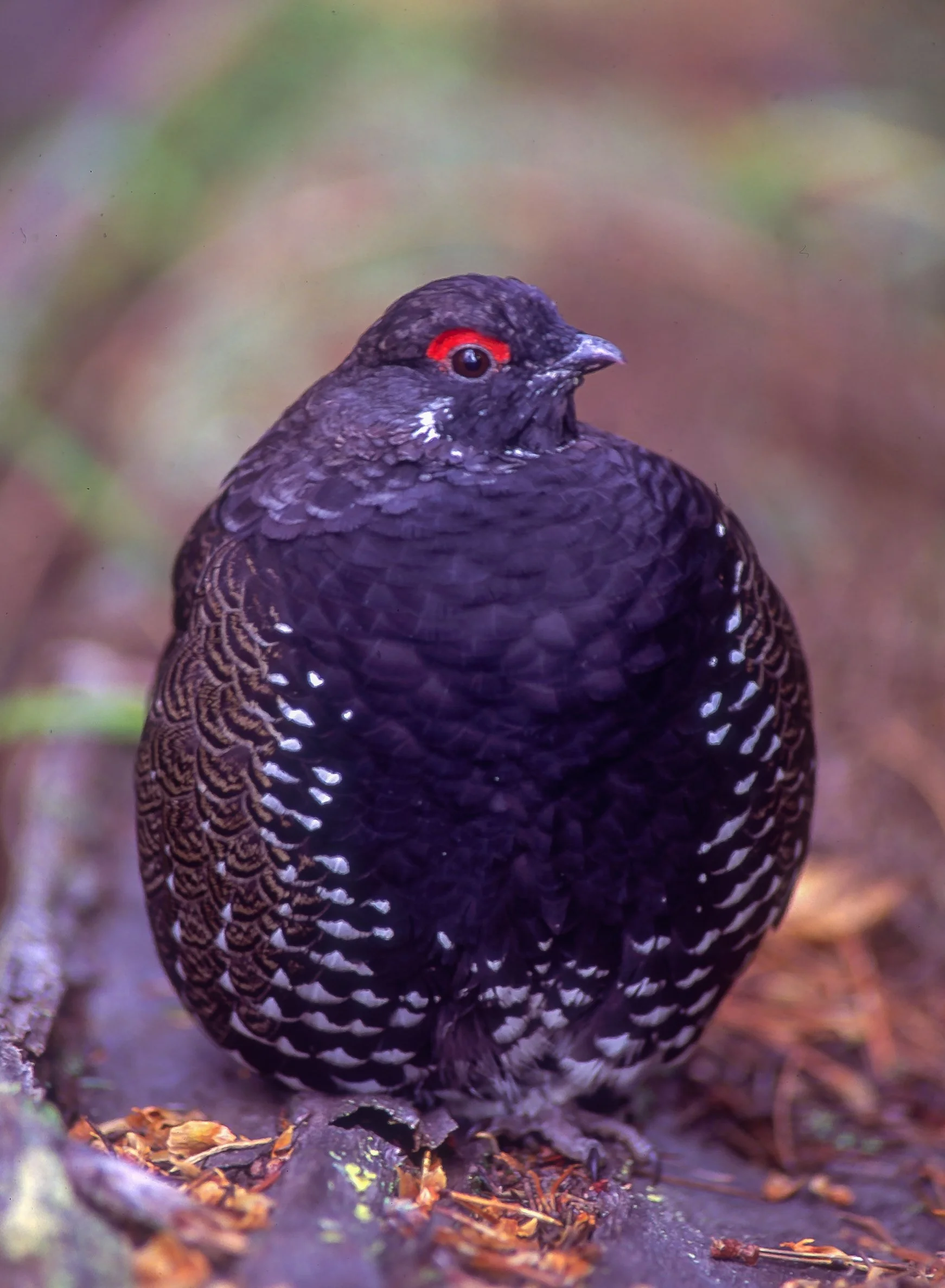 A close-up of a Spruce Grouse standing on the ground with a blurred natural background. Photo by Terry Parker.