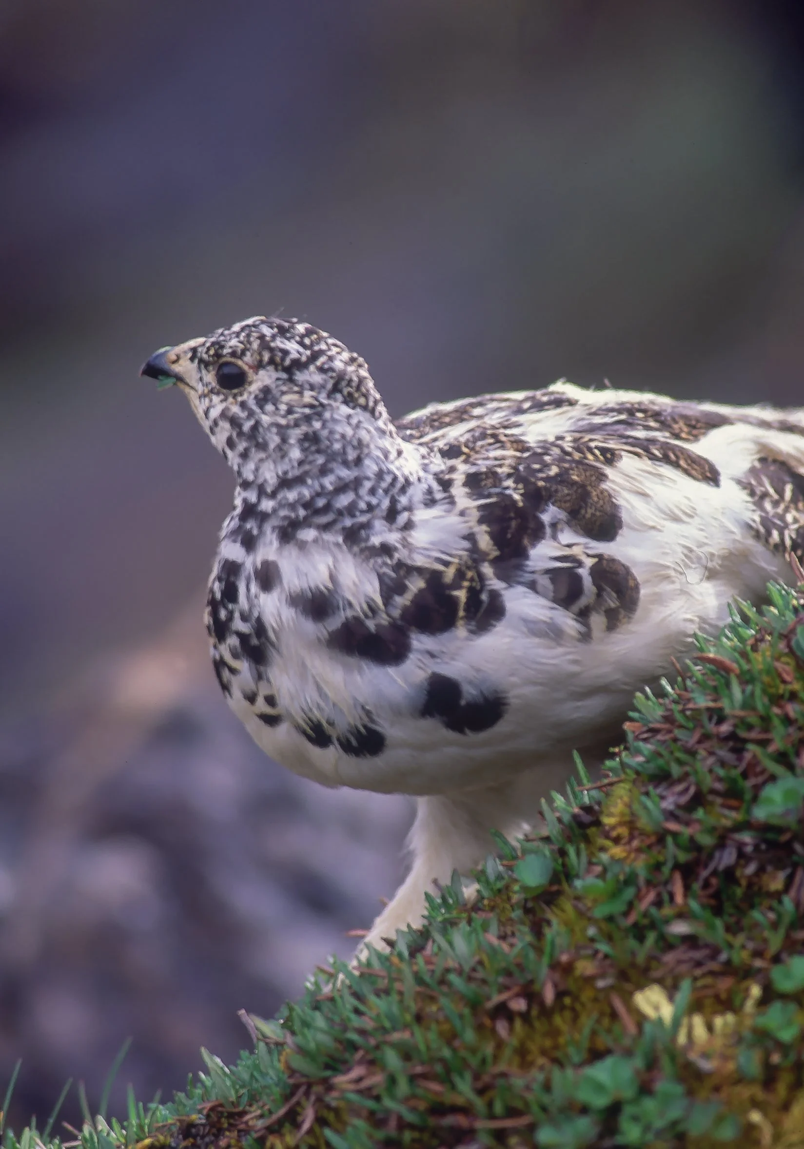 Close-up of a White-tailed Ptarmigan with brown and white feathers standing on green grass in Mackenzie Mountains, NWT, Canada. Photo by Terry Parker.