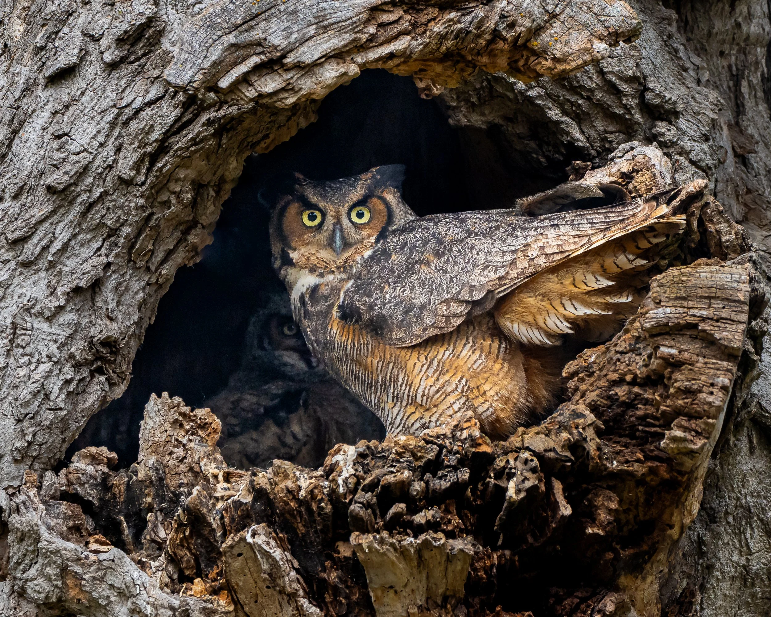 A Great Horned Owl sitting inside a hollow tree with two chicks in the background. Photo by Terry Parker.