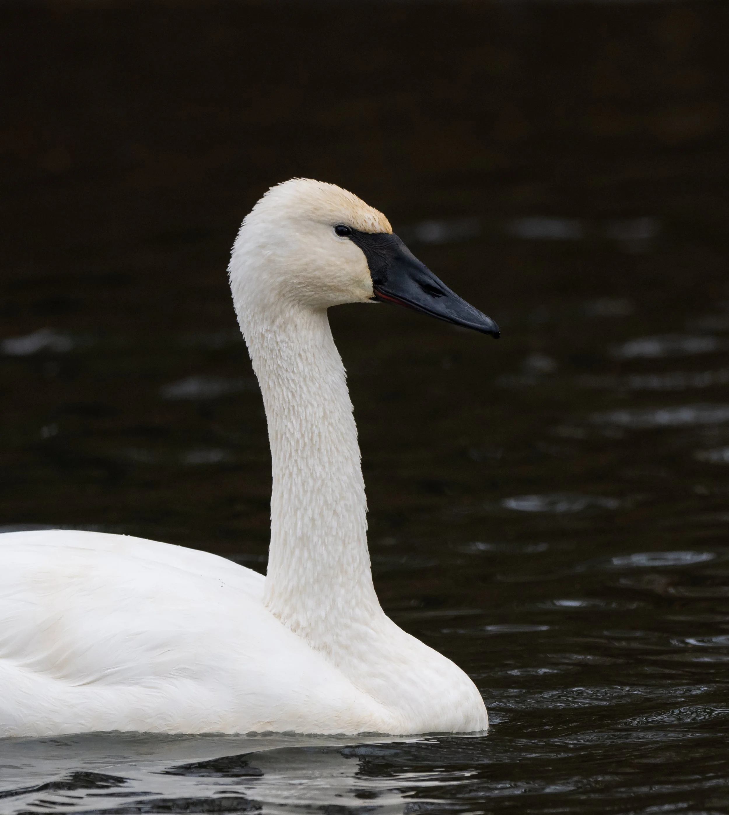 A close-up of a Trumpeter swan swimming in dark water, with its head and neck near the center of the image in Norfolk County, Ontario. Photo by Terry Parker.