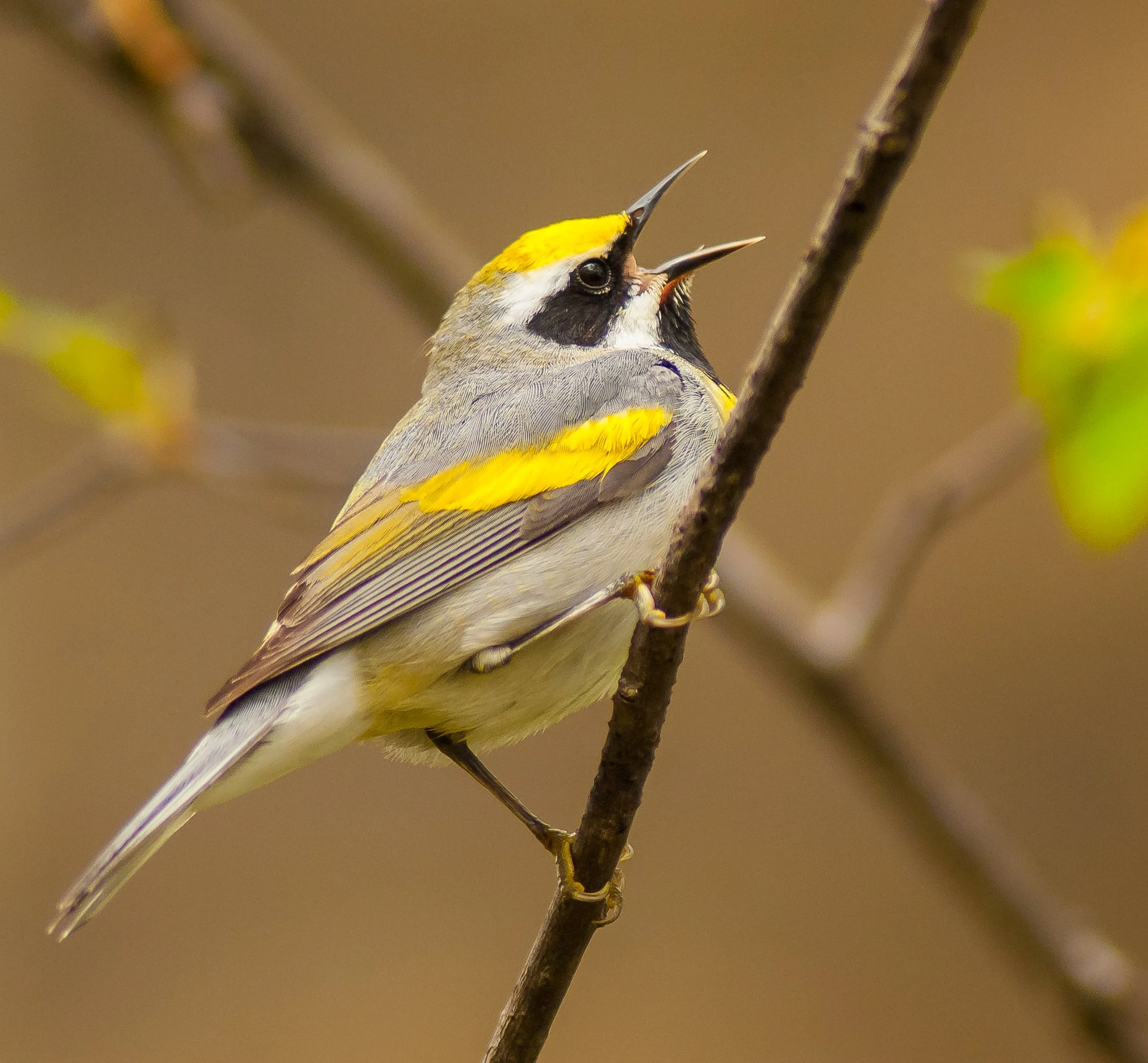 A Golden-Winged Warbler perched on a branch with its beak open, singing. Photo by Terry Parker.