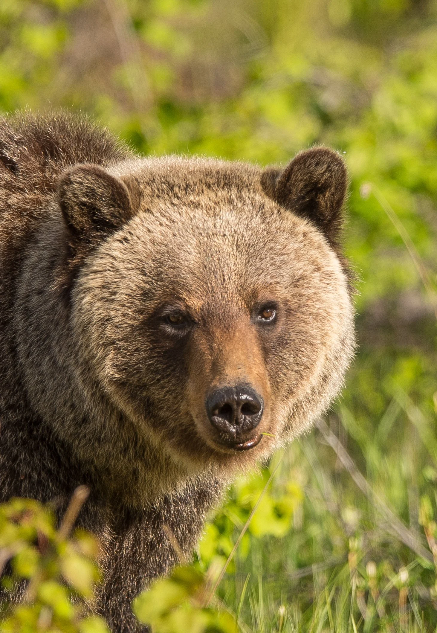 Close-up of a Grizzly bear in a grassy forest area, looking directly at the camera with a slightly open mouth. Photo by Terry Parker.