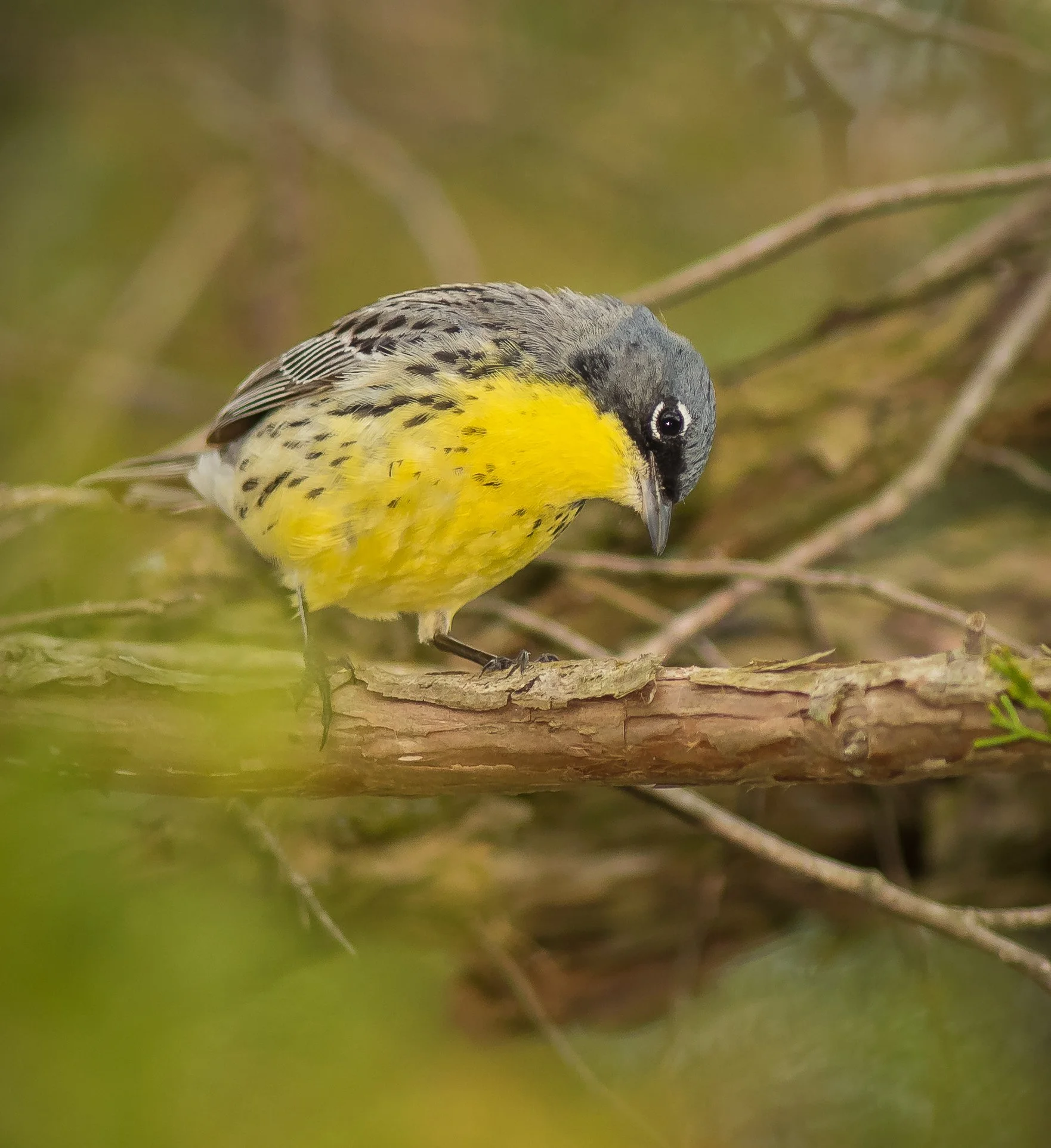 A Kirtland's Warbler perched on a tree branch, looking down, with a blurred green natural background.  Photo by Terry Parker.