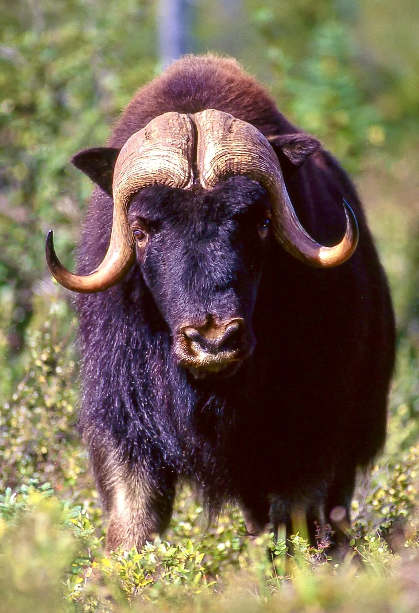 A large Muskox with large, curved horns standing on grass with a blurred green background. Photo by Terry Parker.