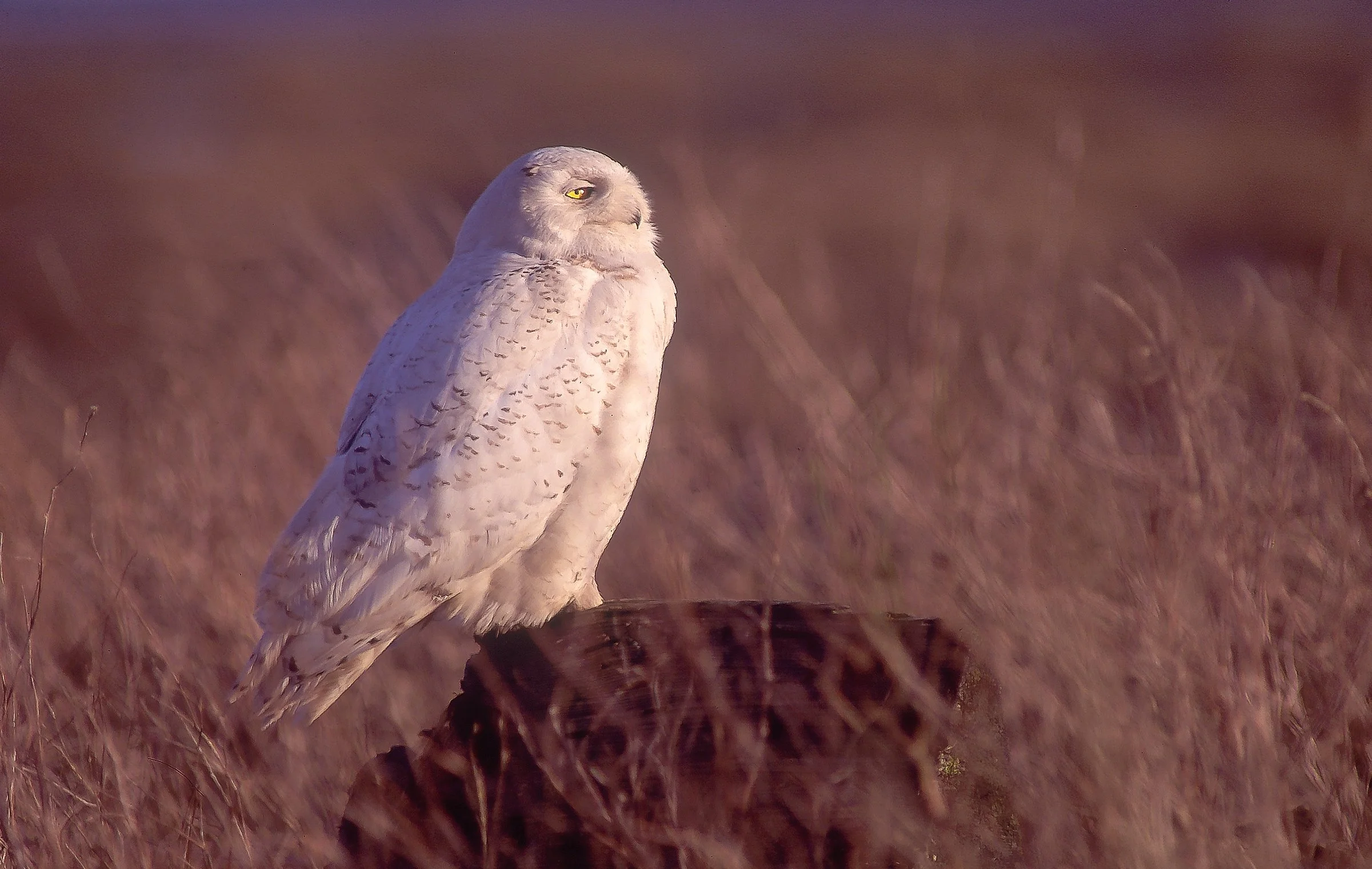 A white Snowy Owl perched on a tree stump in a grassy field with a blurred background. Photo by Terry Parker.