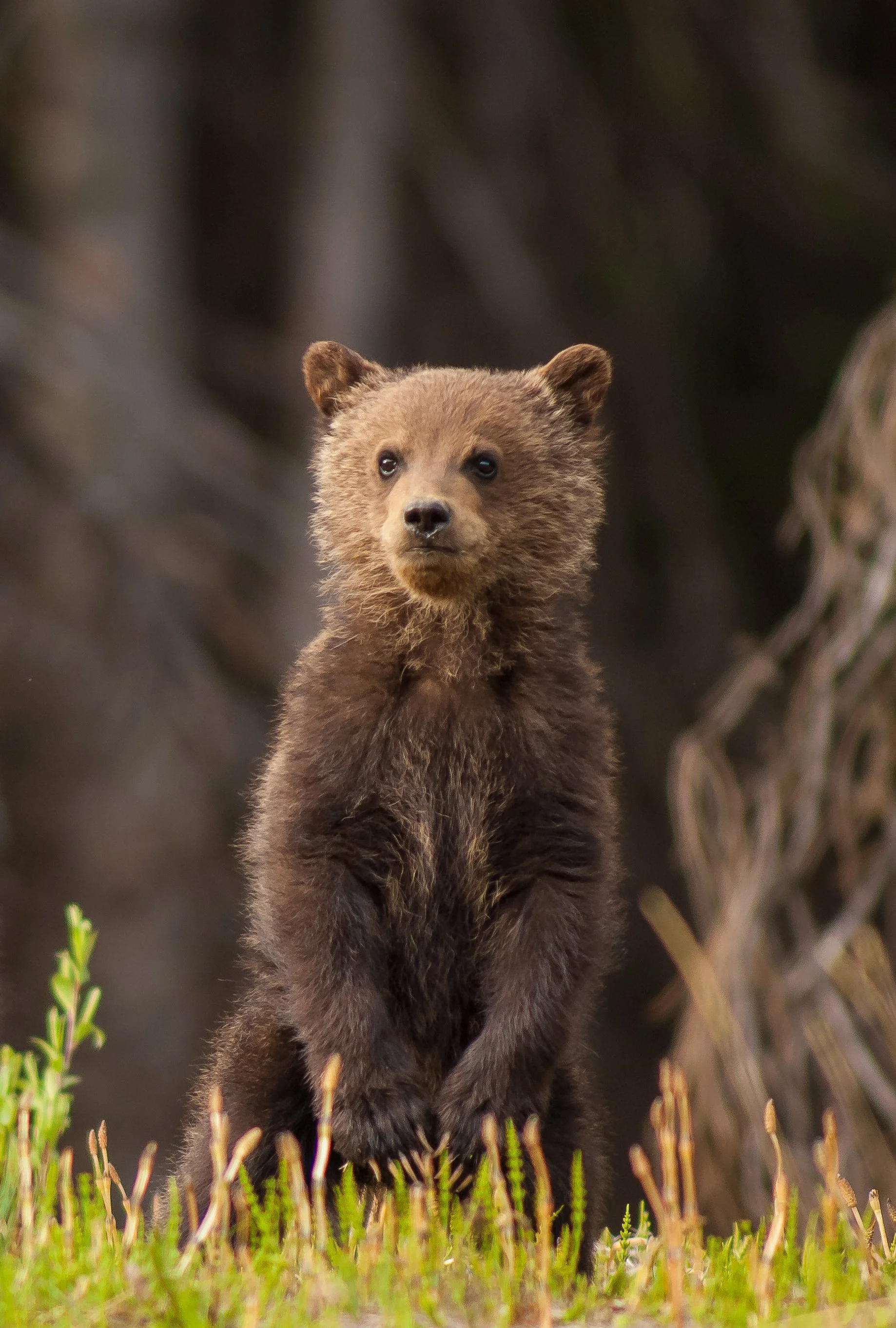 A young Grizzly bear cub standing in a grassy area with a blurred natural background. Photo by Terry Parker.