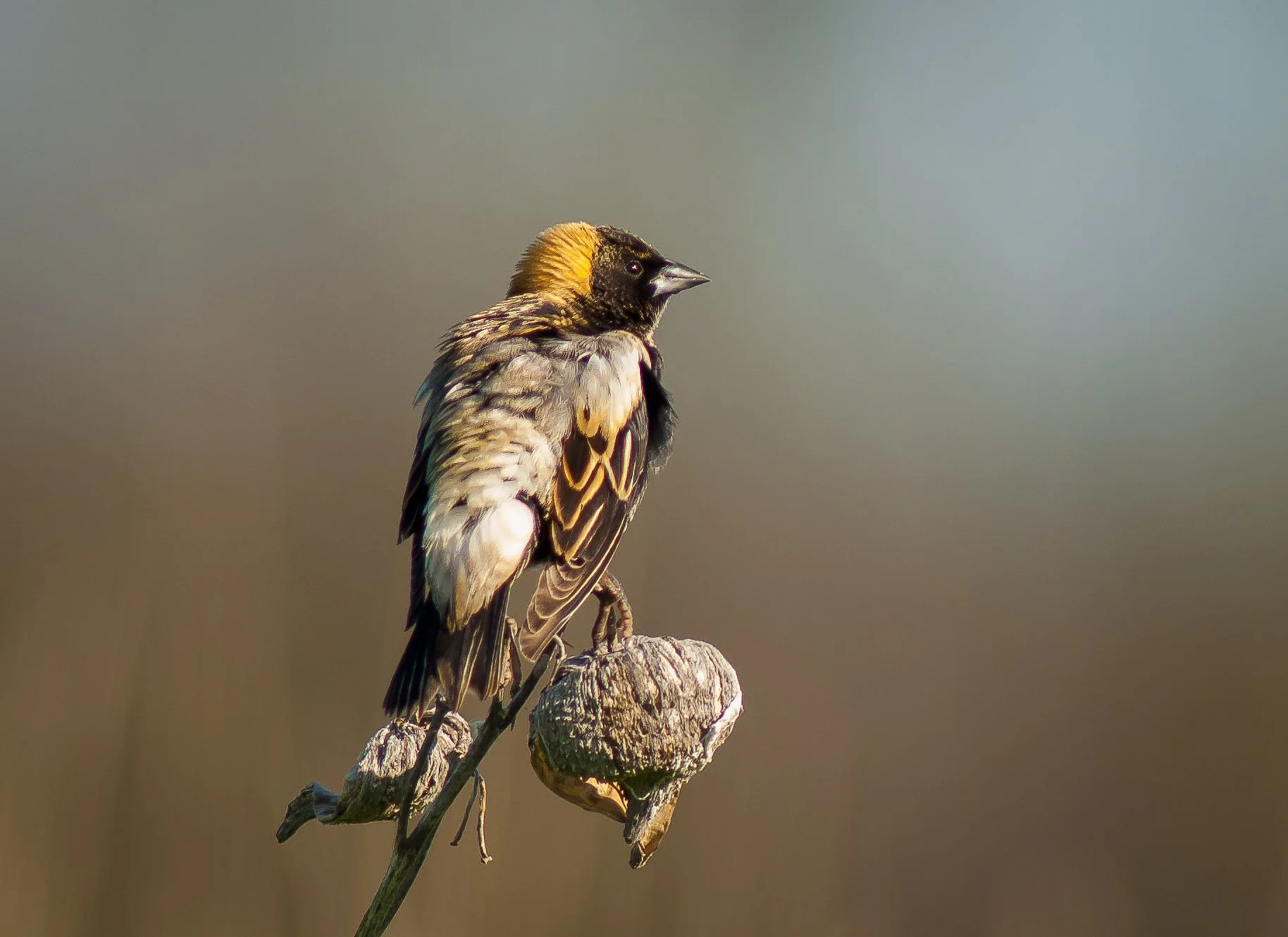 An endangered Bobolink with yellow and black markings perched on a weathered branch against a blurred background in Oxford County, South-western Ontario. Photo by Terry Parker.