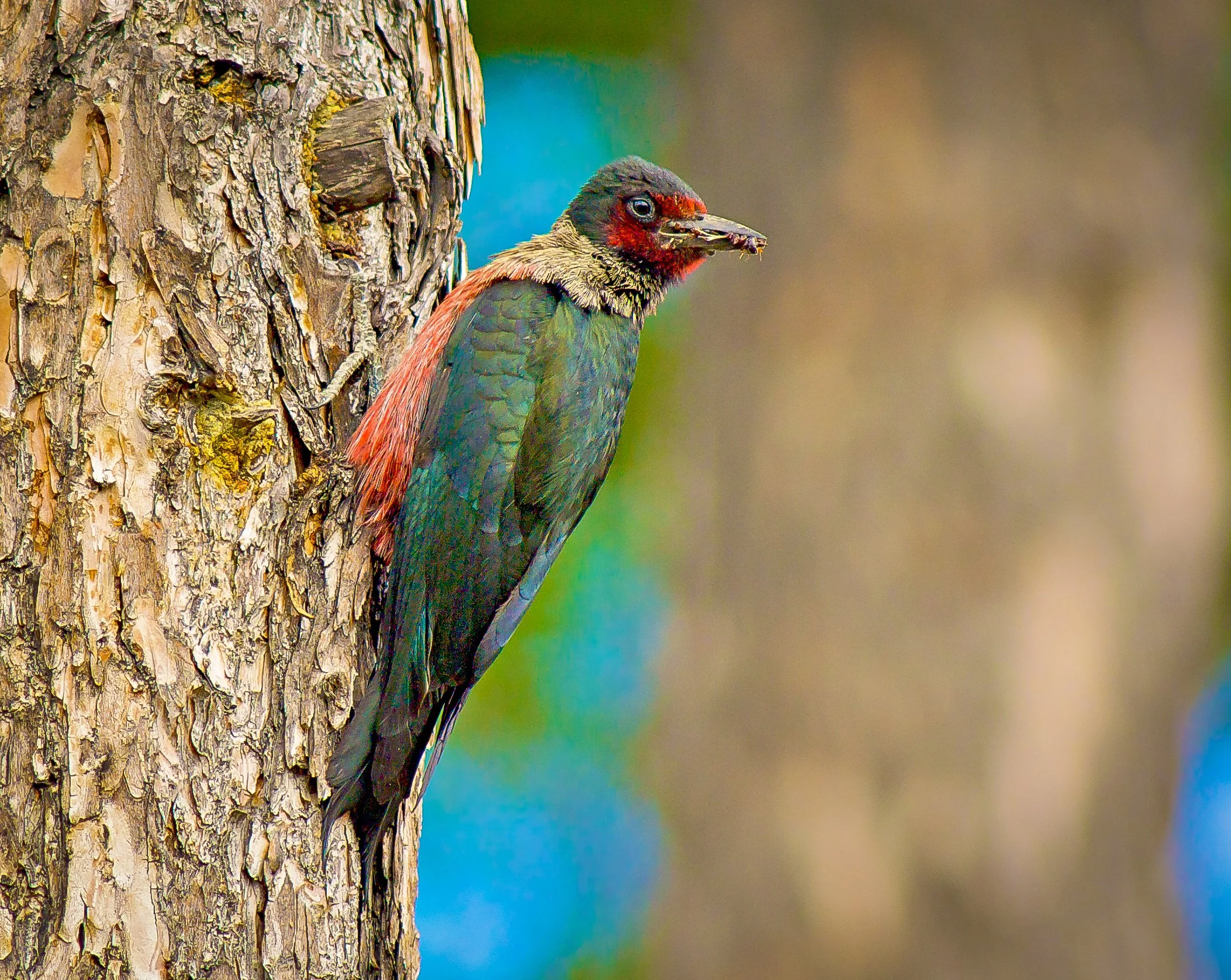 A Lewis's woodpecker with green, red, and black feathers perched on a tree trunk, holding a small insect in its beak in South-eastern BC, Canada. Photo by Terry Parker.
