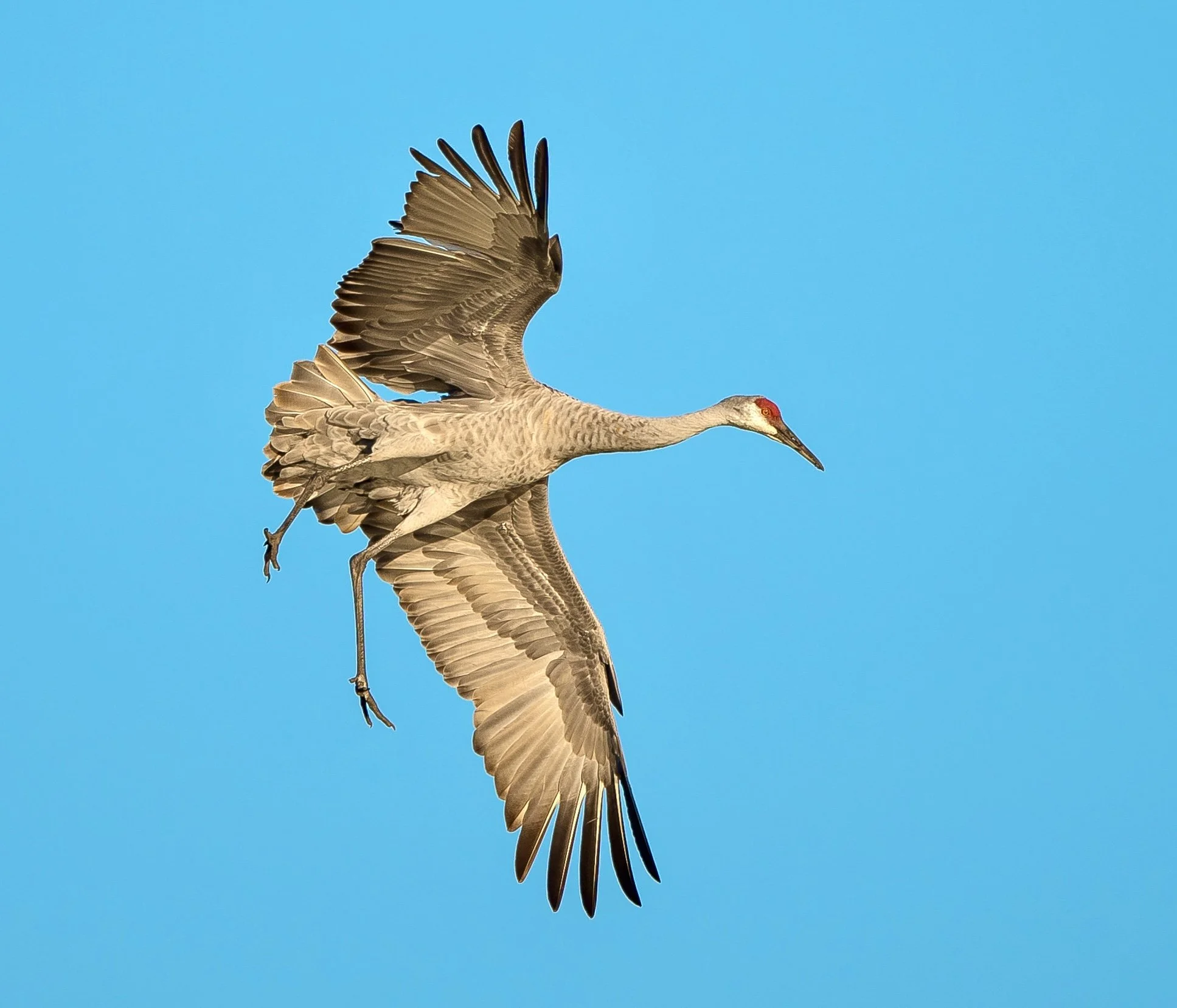 Sandhill Crane flying overhead against bright blue sky at Terry Parker family farm