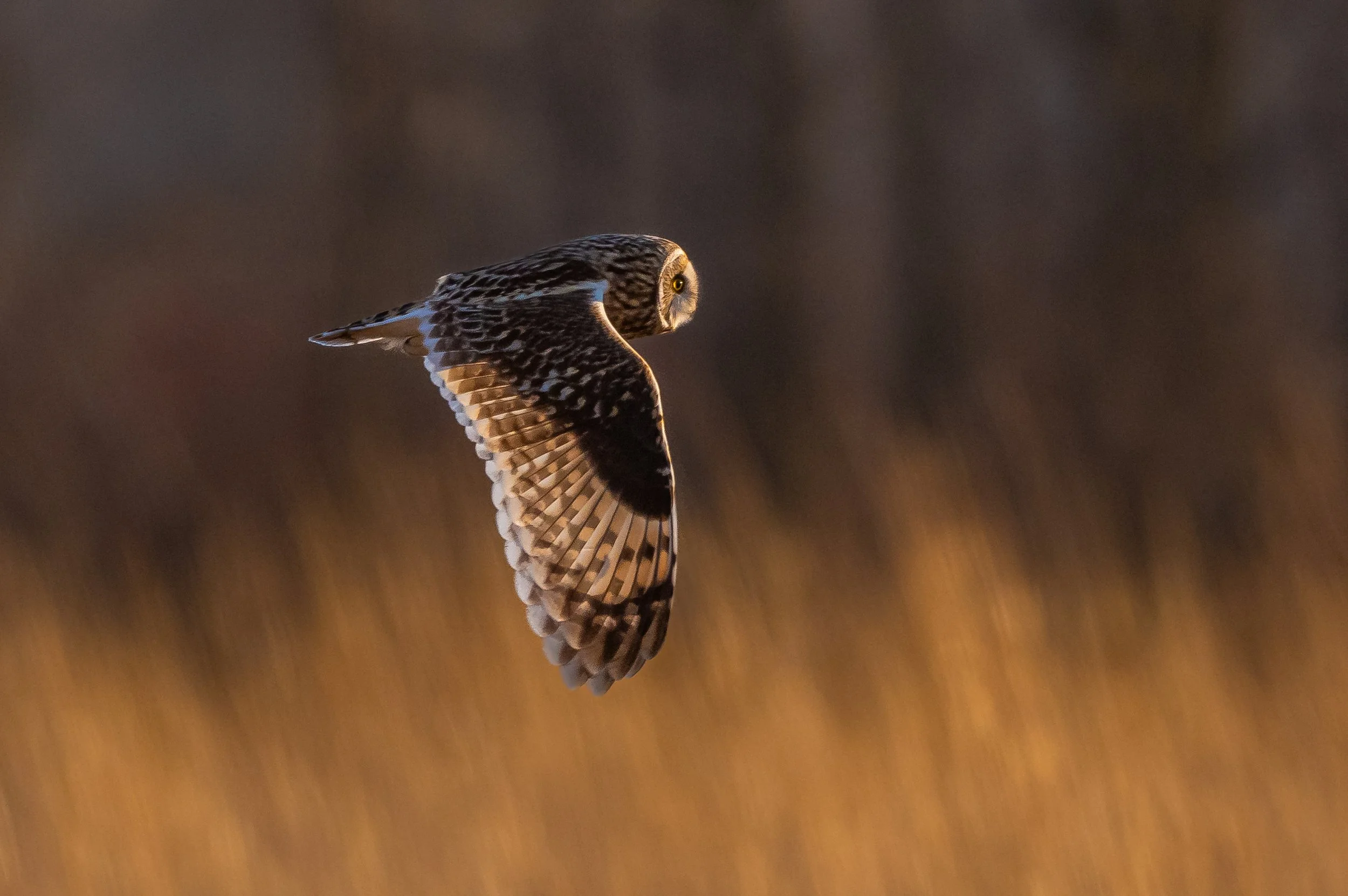 A Short-eared Owl flying in mid-air with its wings spread, with a blurred background of orange and dark hues, near Long Point Provincial Park, Ontario. Photo by Terry Parker.