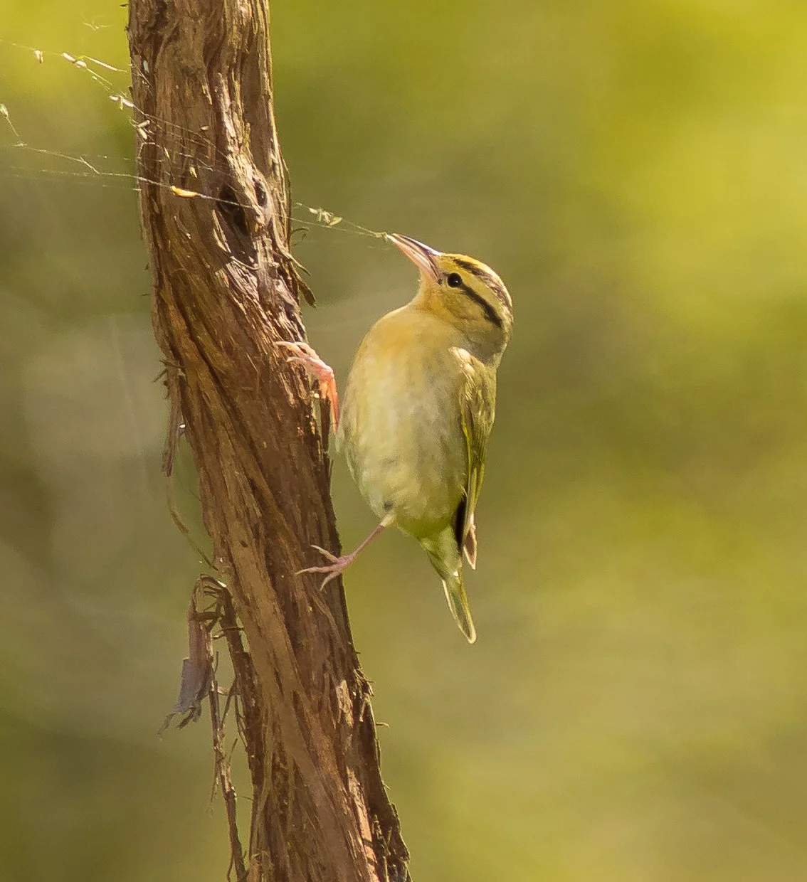 A Worm-eating Warbler clings to a vertical tree trunk, holding onto a thin wire or strand, with a soft green background. Photo by Terry Parker.