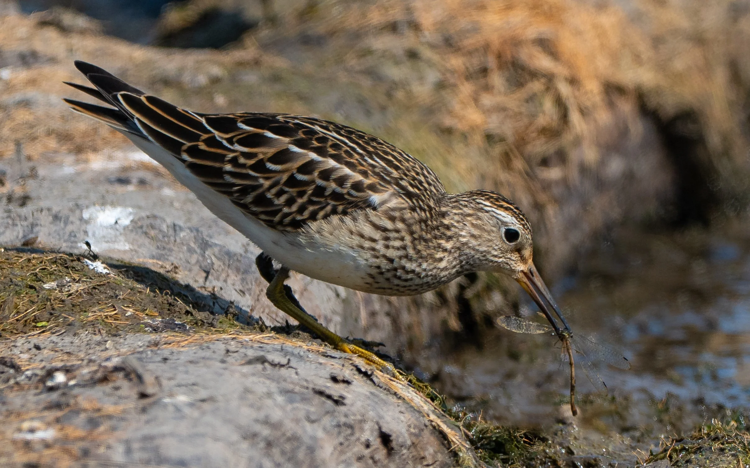 Pectoral Sandpiper at Terry Parker Farm Workshop
