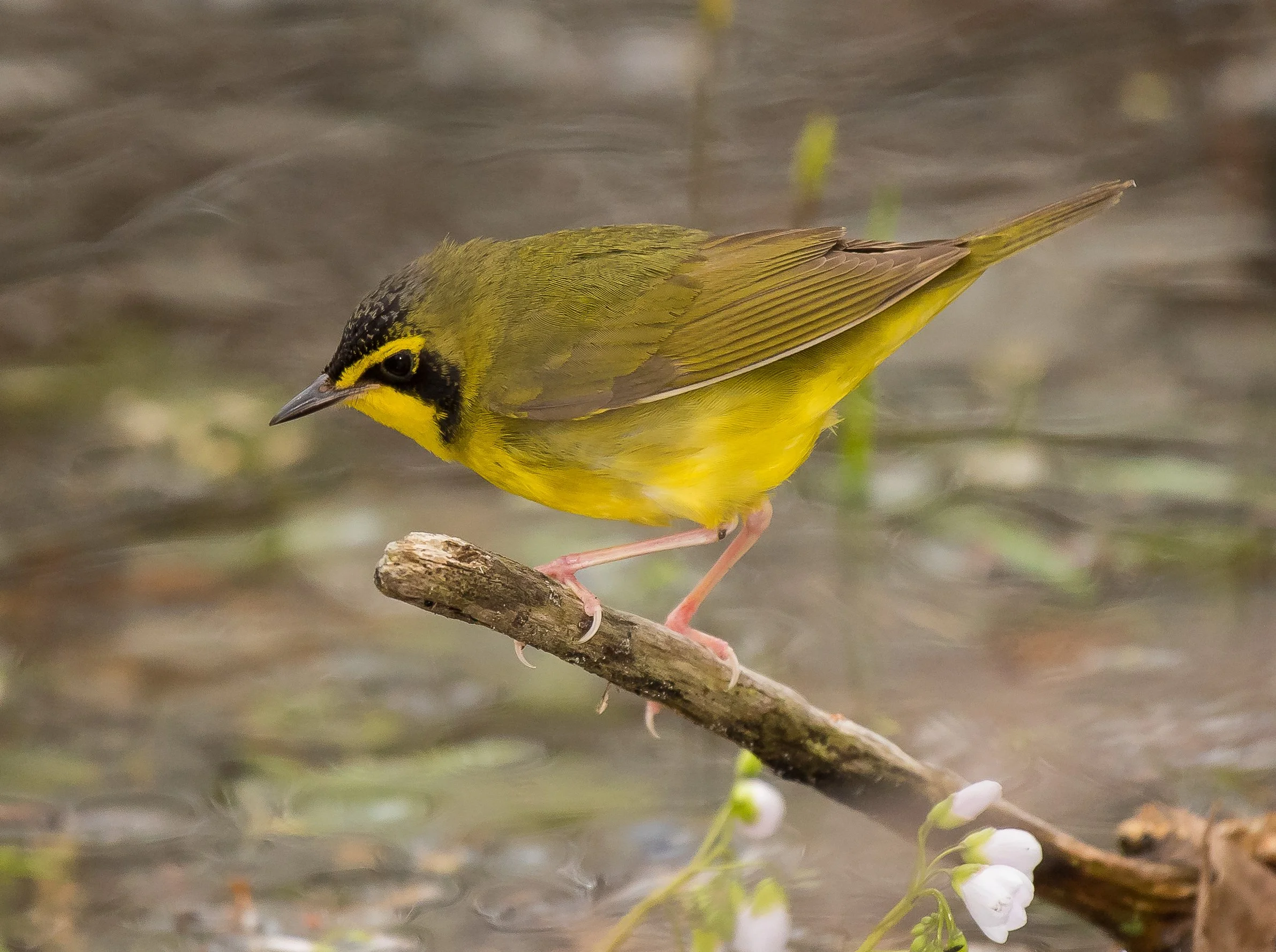 A Kentucky Warbler perched on a small branch over water, with white flowers nearby. Pt. Pelee National Park. Photo by Terry Parker.