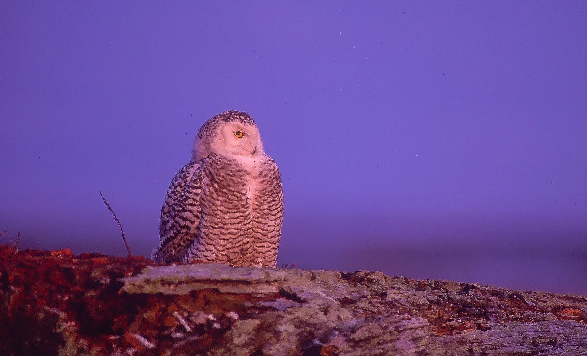 A Snowy Owl perched on a log against a purple sky. Photo by Terry Parker.
